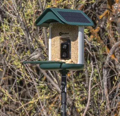 BirdReel BF11 Gen 2 Smart Bird Feeder