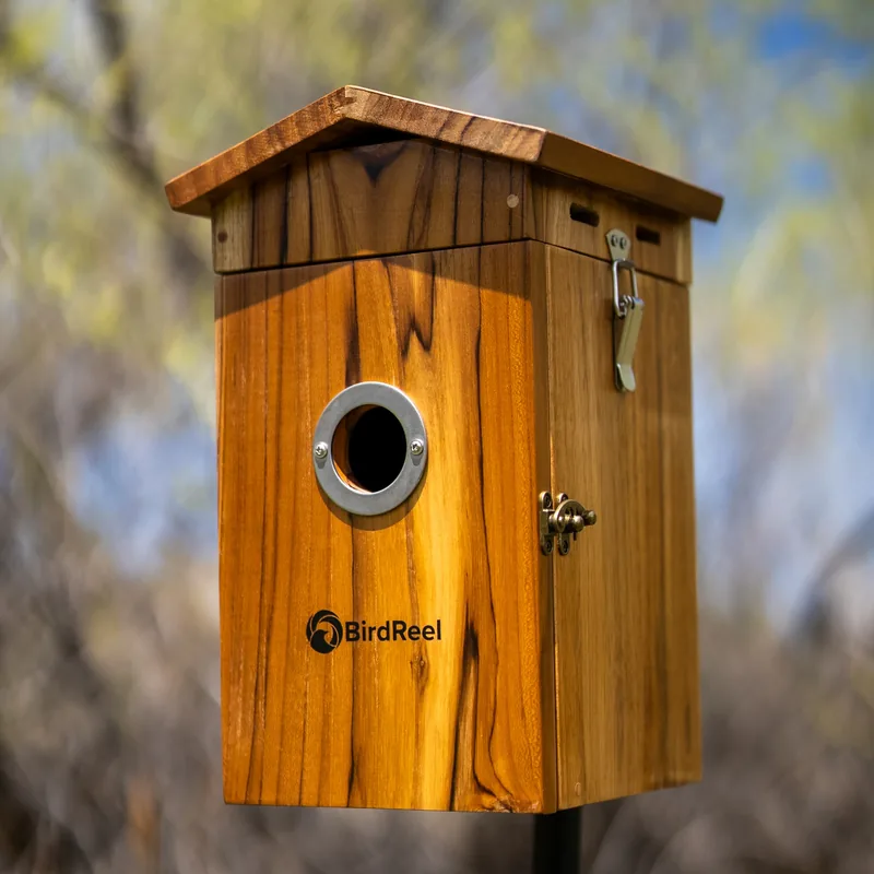 BirdReel NH13T Teakwood Smart Bird House