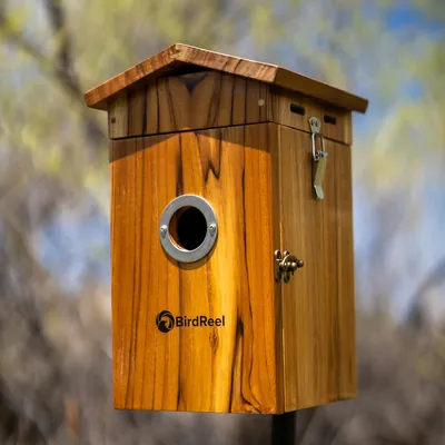 BirdReel NH13T Teakwood Smart Bird House