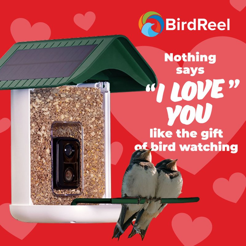 BirdReel Valentine's Day Social Content