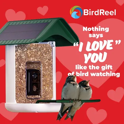 BirdReel Valentine's Day Social Content