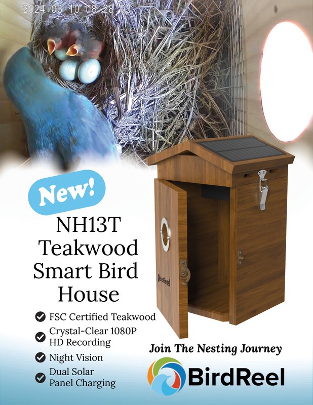 BirdReel Merchandising Downloads - NH13T - Teakwood Smart Bird House