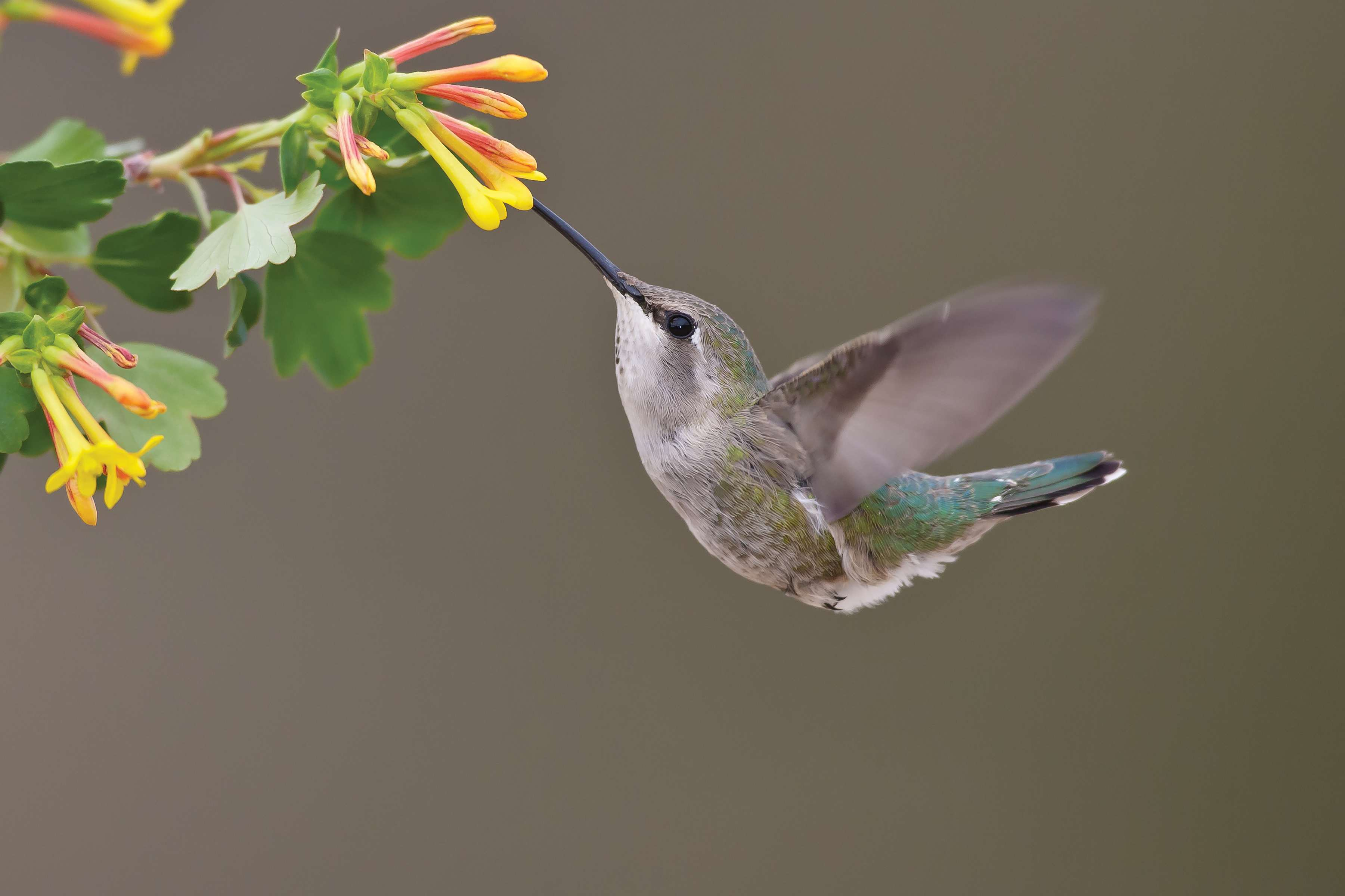 Hummingbirds - JPG-00004150.jpg