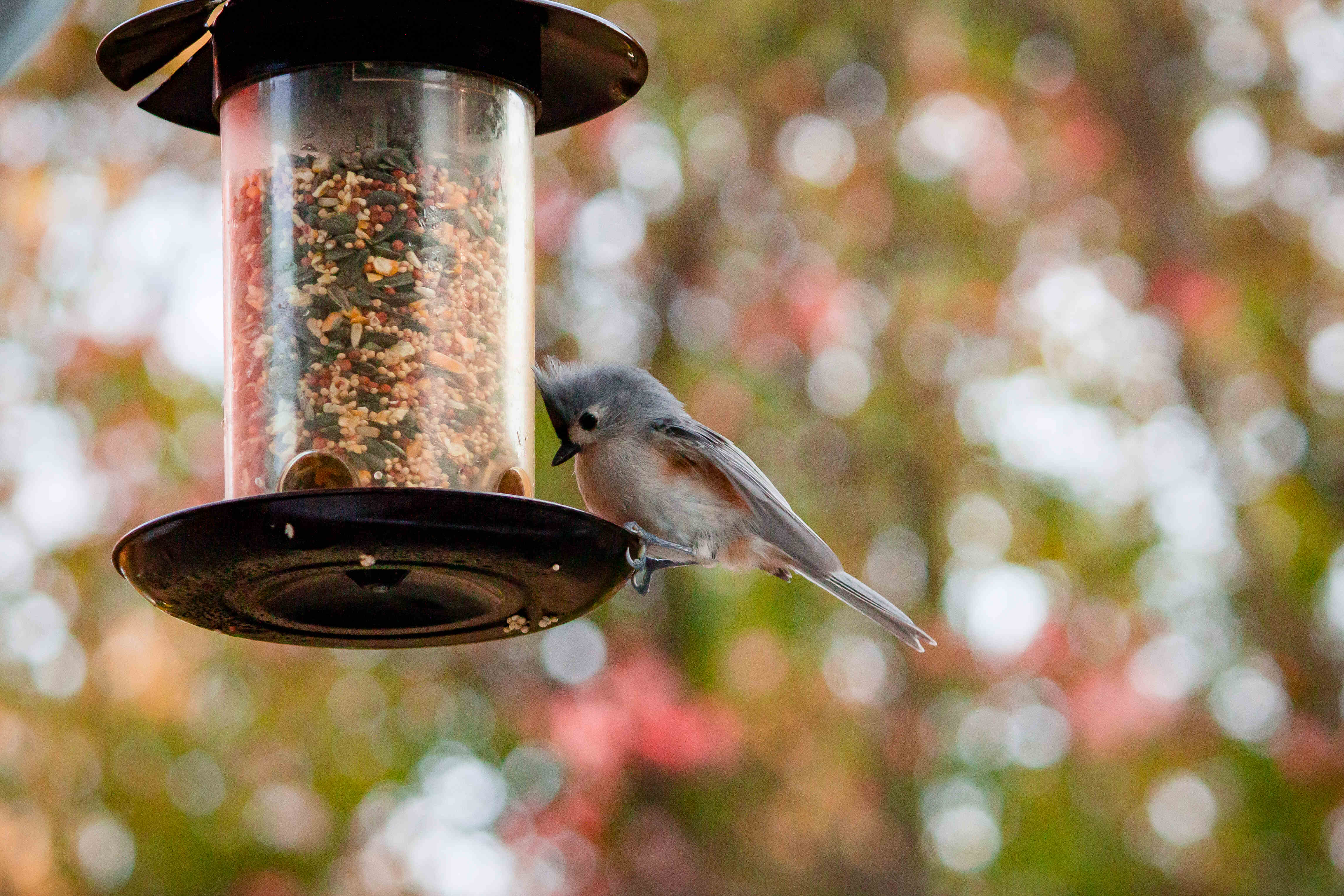 bird feeding