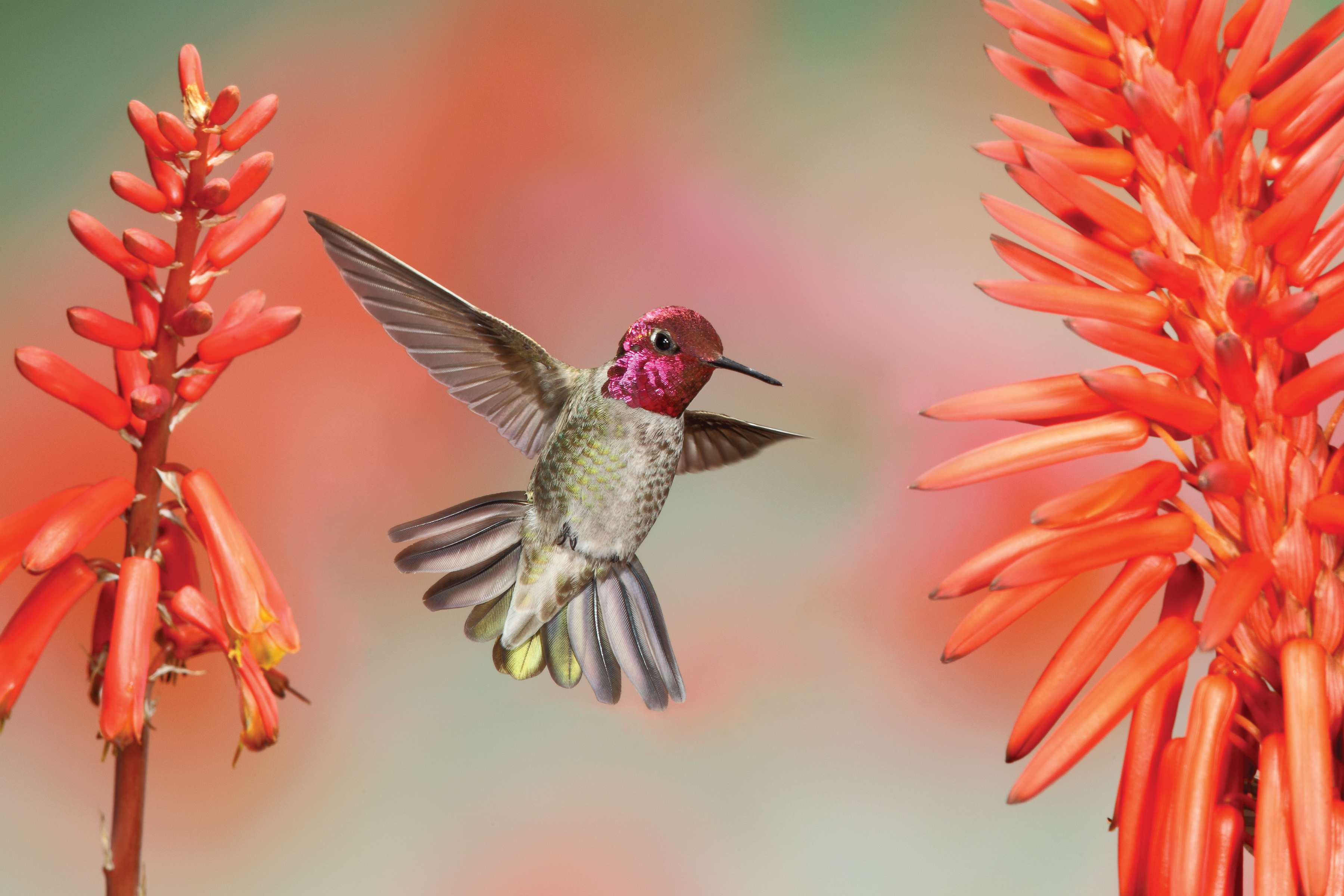 10 Surprising Migration Patterns of North American Birds
