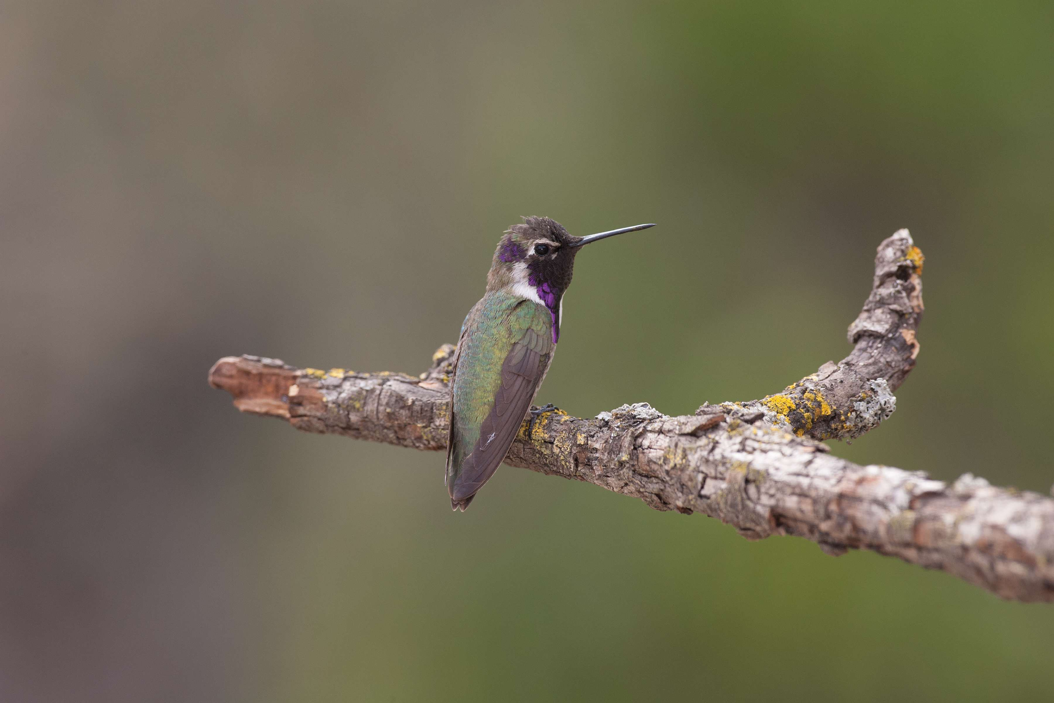 Hummingbirds - JPG-00005650.jpg