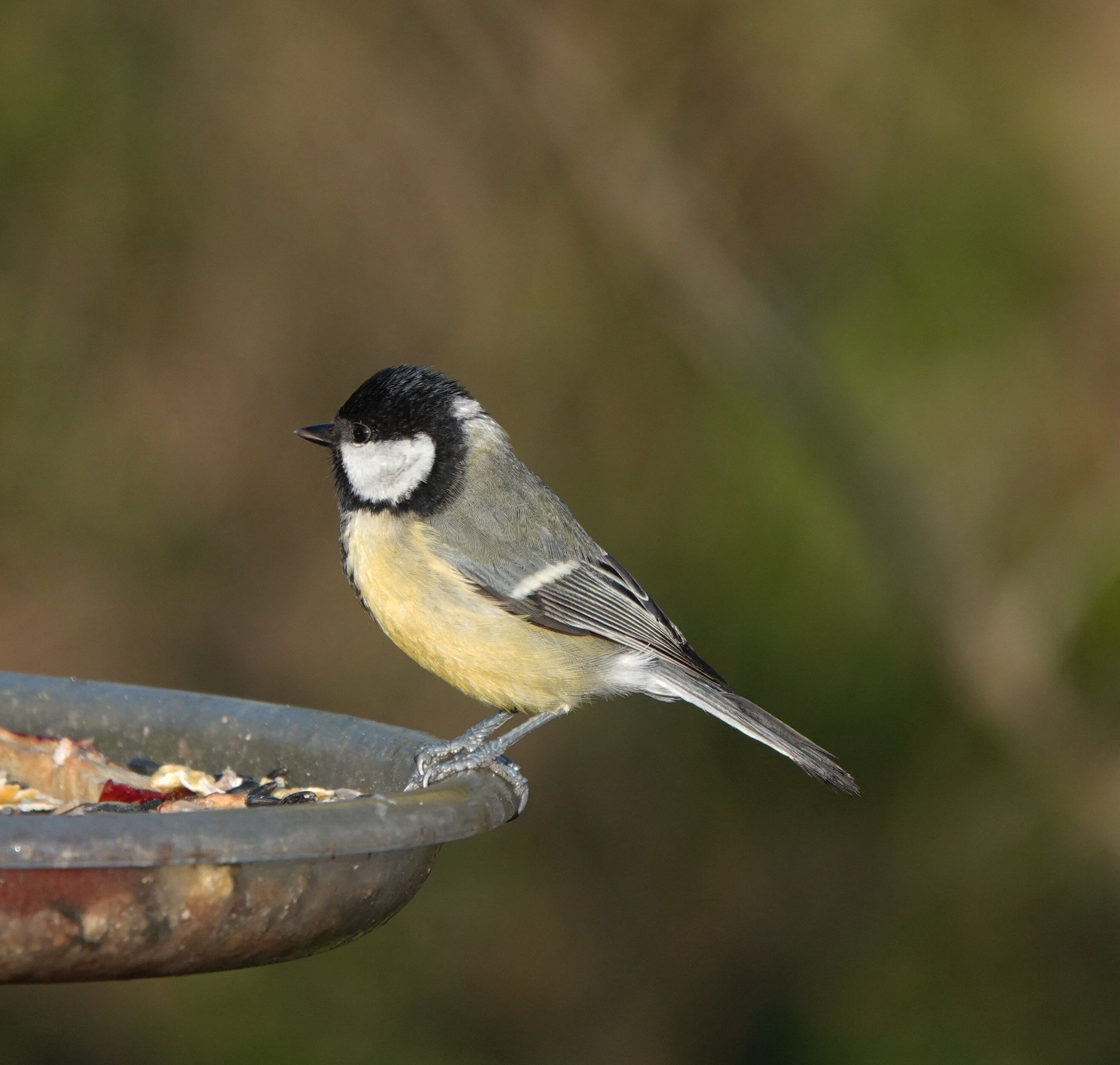 Why Smart Bird Feeders Make the Perfect Gift for Nature Lovers