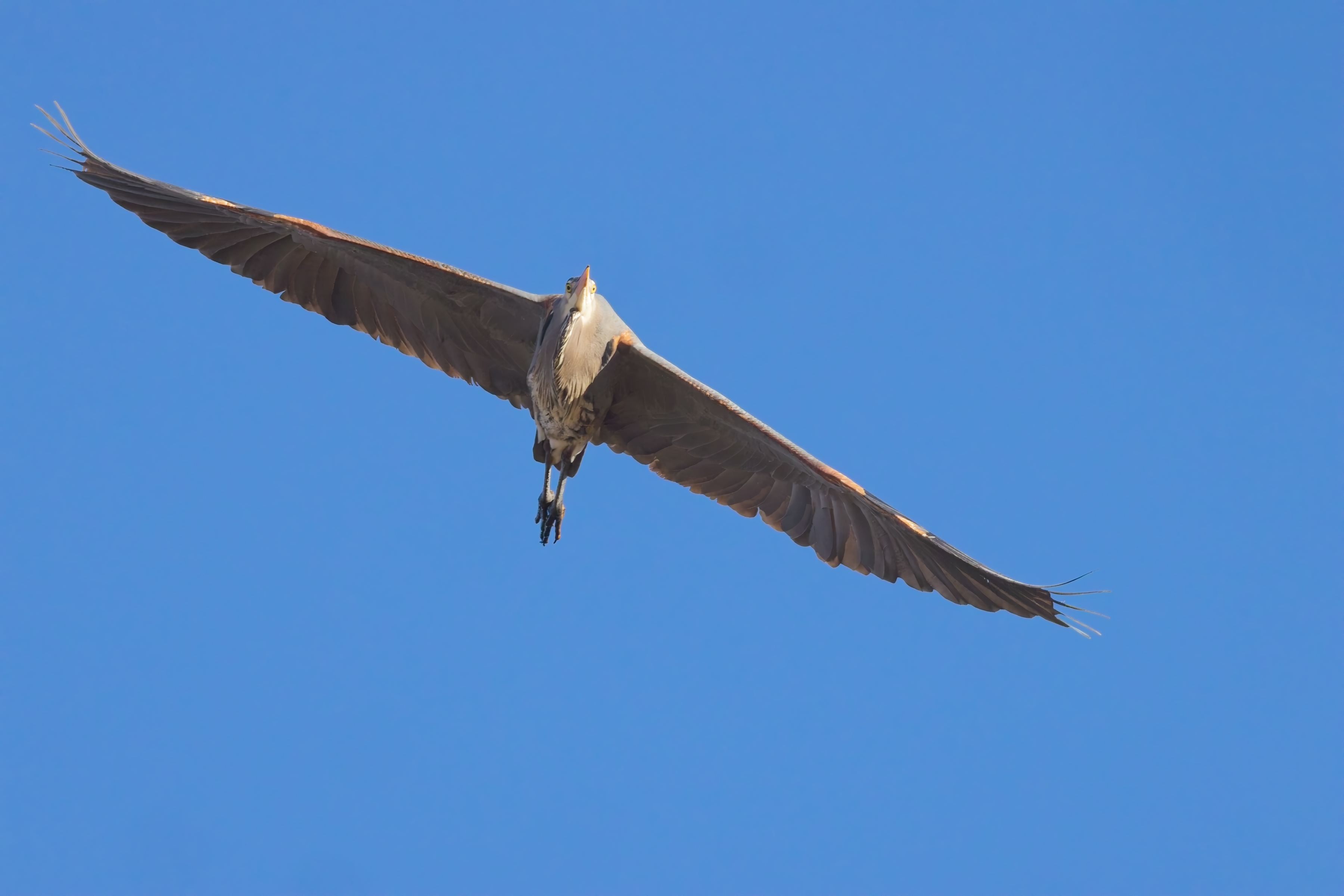2026_3_19 Chatfield Great Blue Heron 1