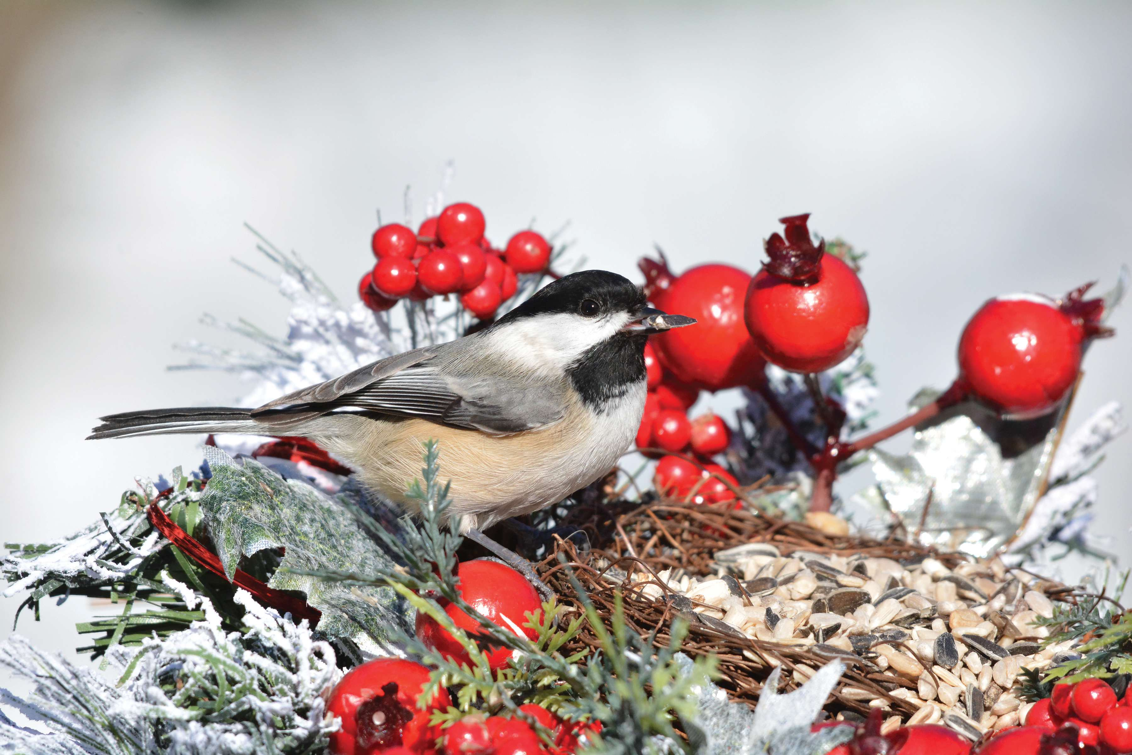 Surviving the Chill: How Do Birds Brave the Winter Cold?
