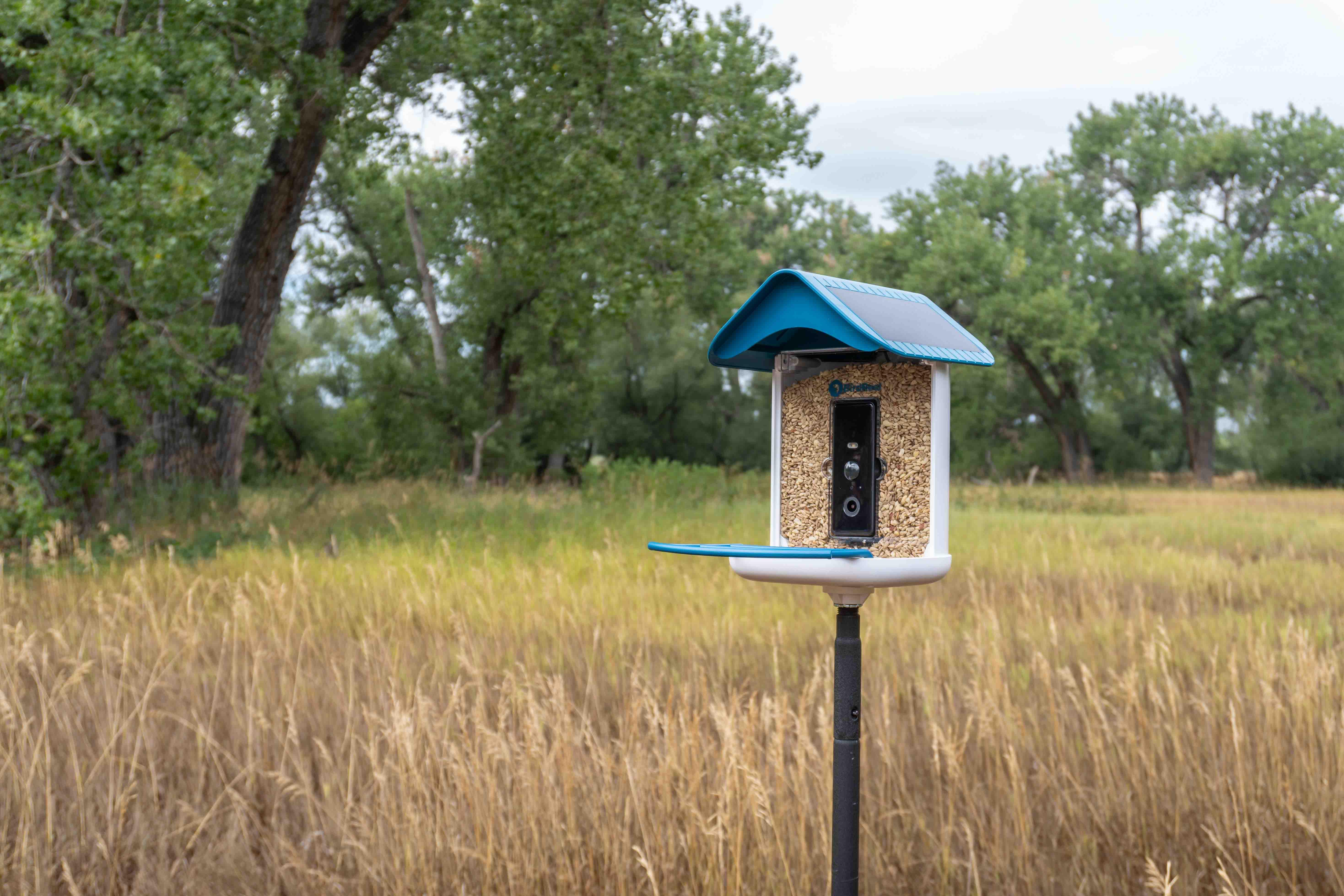 The Future of Birdwatching: How Smart Bird Feeders Are Changing the Way We Connect with Nature