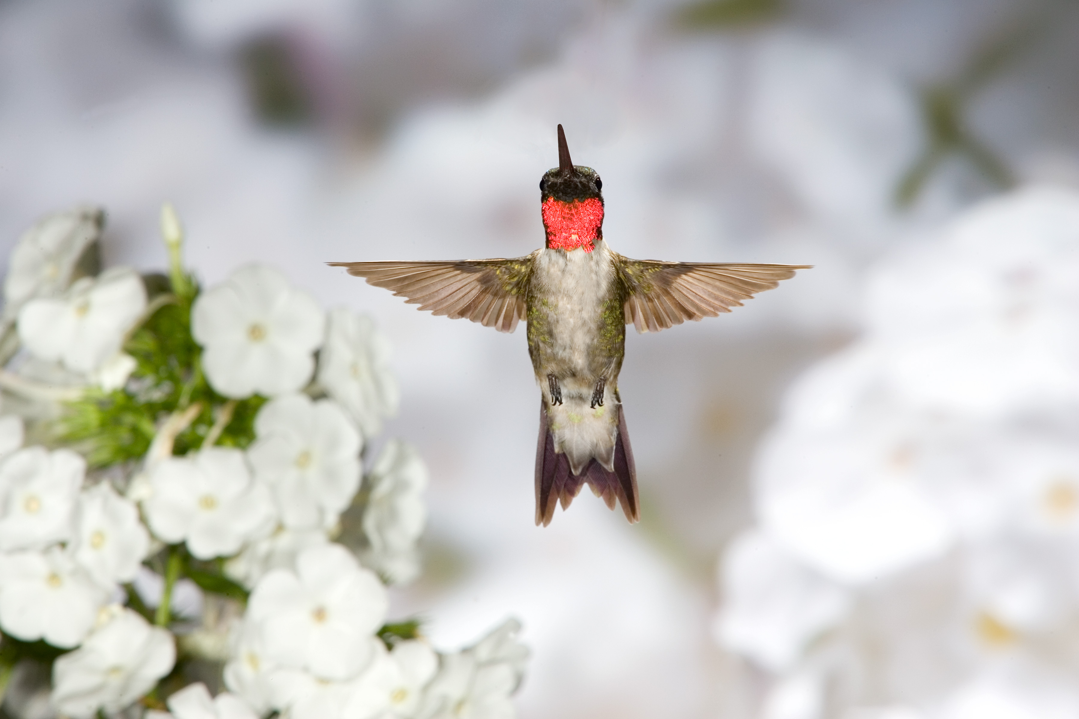 Hummingbirds - JPG-00000159.jpg