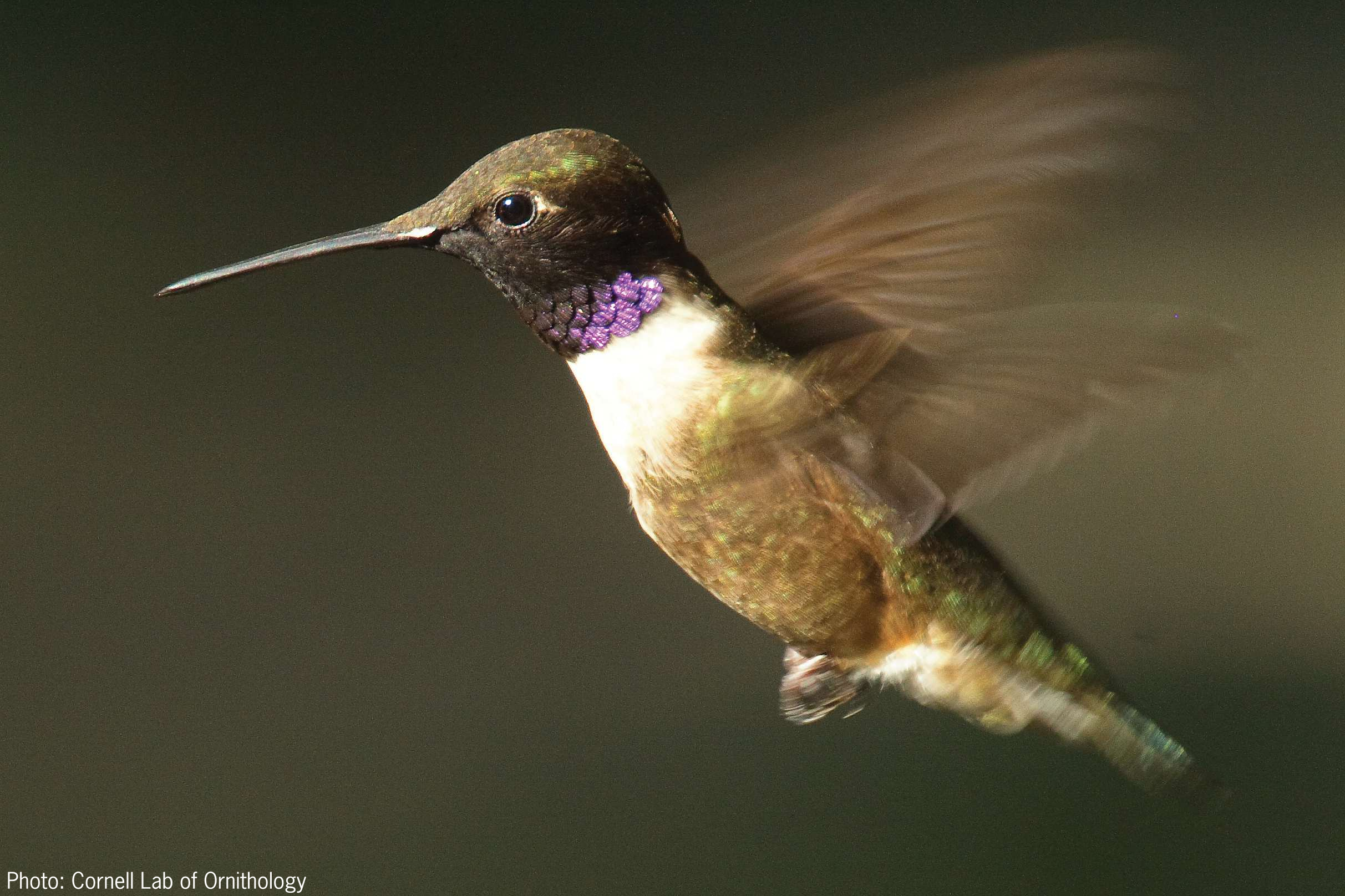 FAQ: How to Attract Hummingbirds