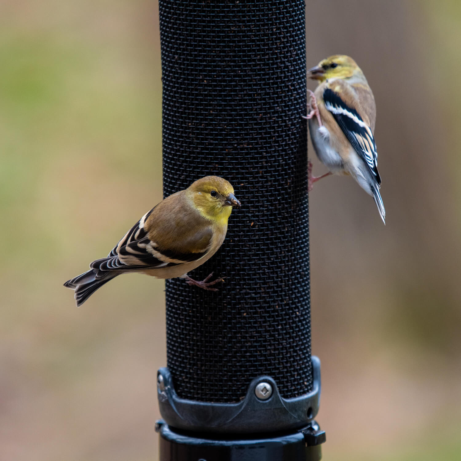 EcoClean® Quick-Clean® Mesh Finch Feeder
