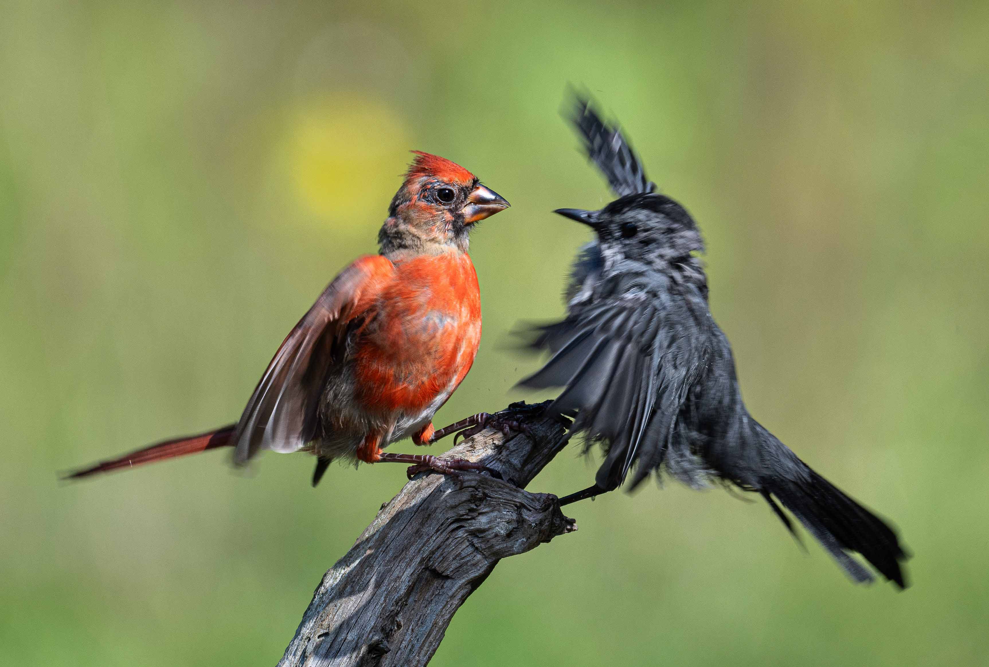 The "Superflight" Stimulus: Why 2026 is a Record Year for Early-Season Birding Sales