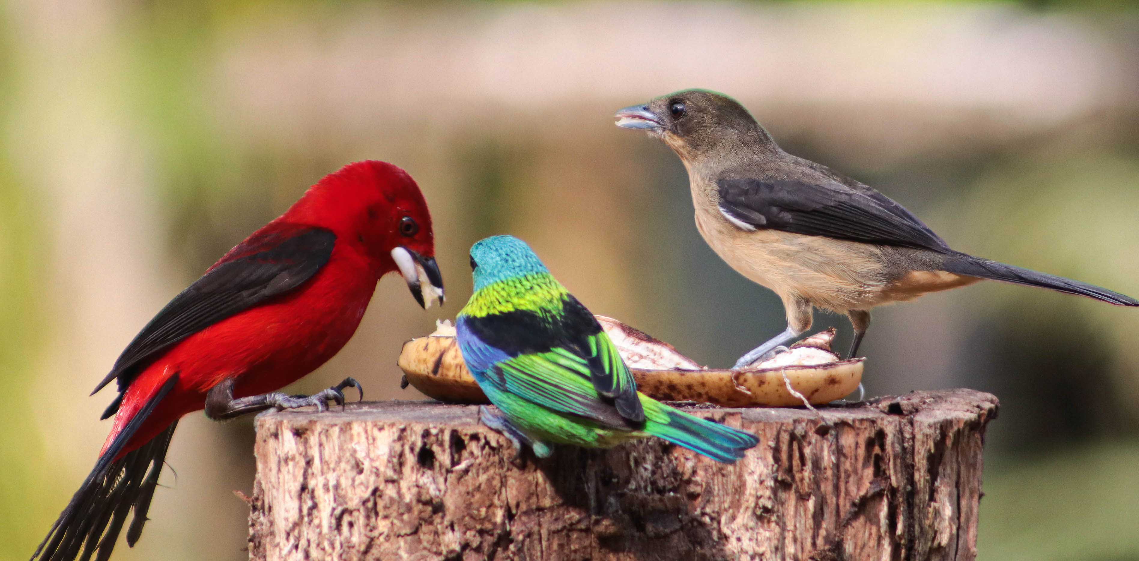 Preparing Your Garden Center for the 2026 Finch Irruption: A Seed-Hardware Strategy