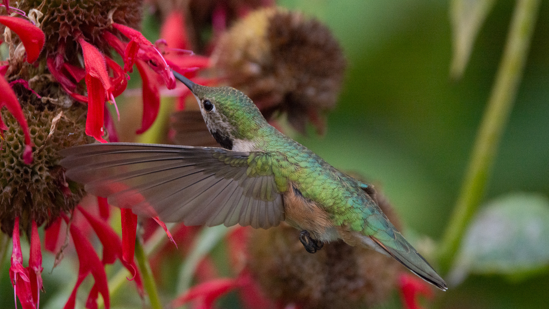 Broad-tailed Hummingbird  - Botanic Gardens Chatfield (1 of 1)