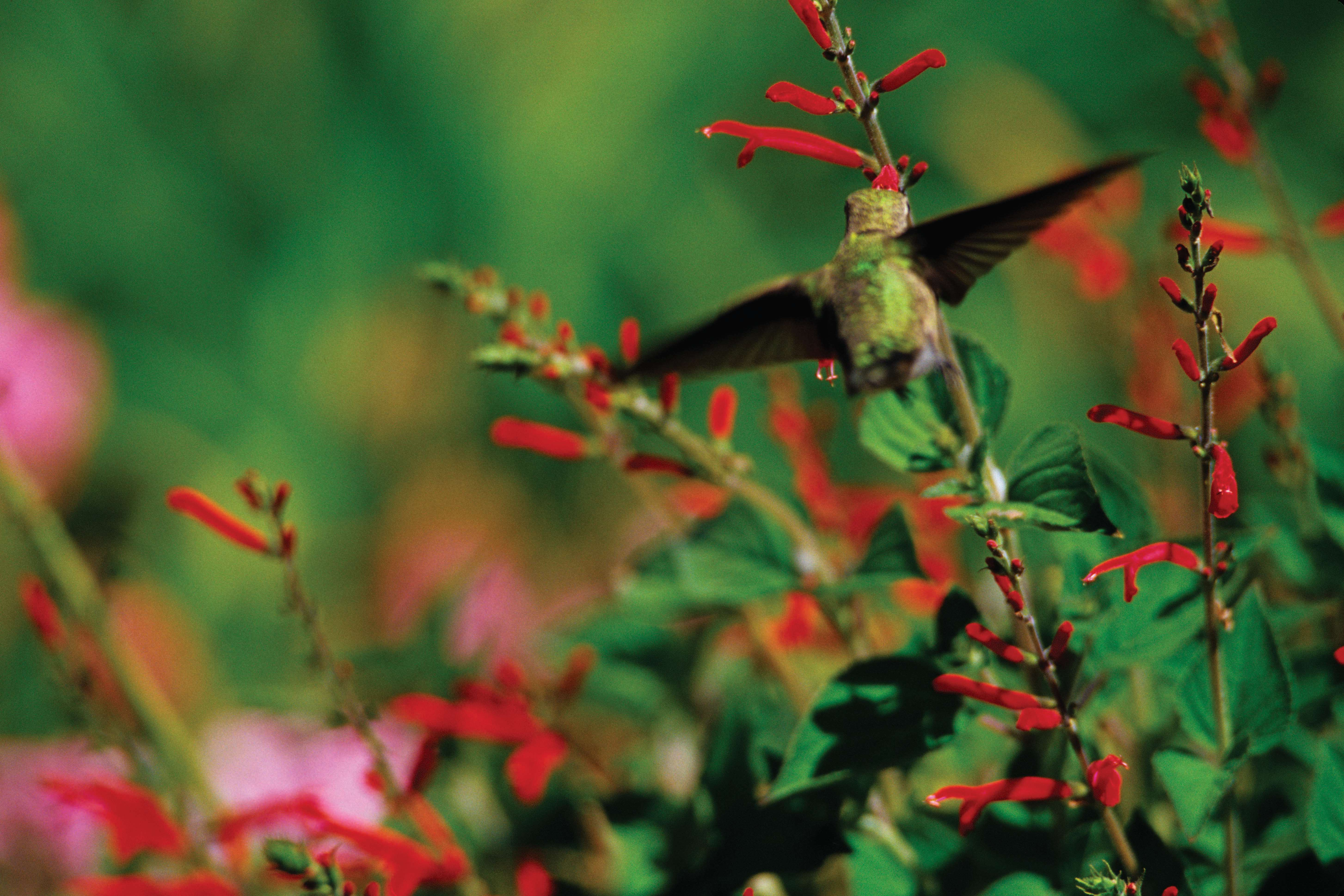 The Symphony of Flight: Why Birds Matter More Than We Realize