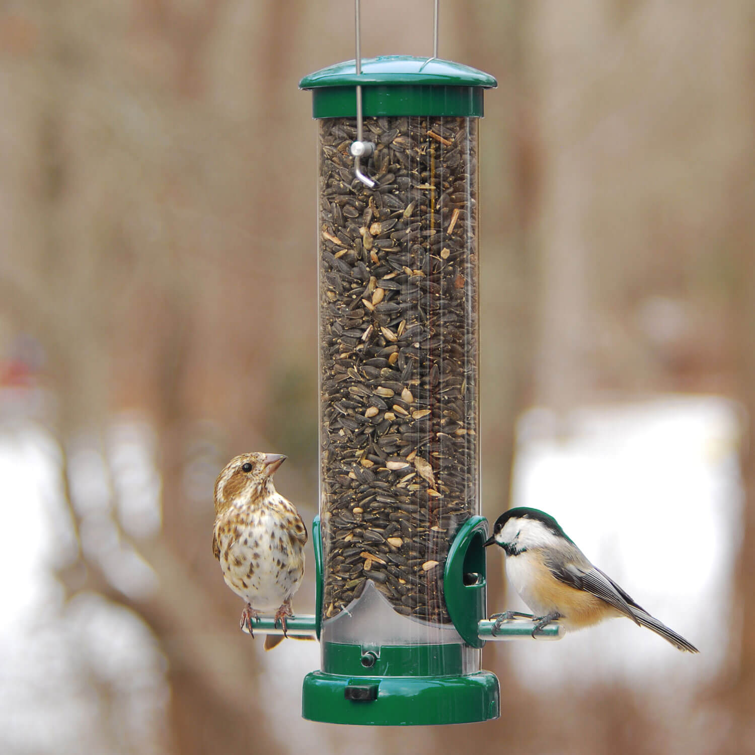 Diet and Nutrition in Wild Birds: A Scientific Perspective