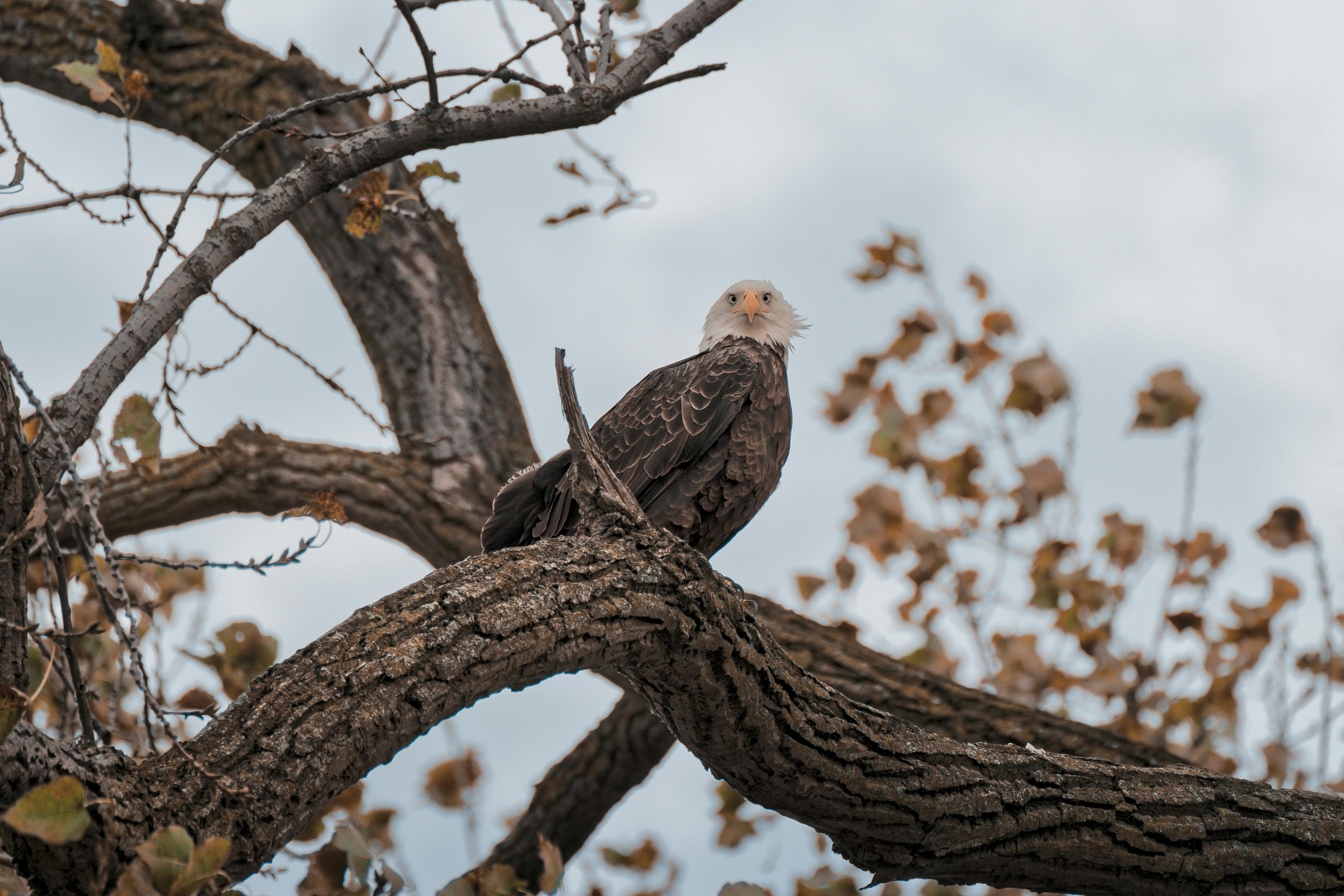 Understanding the Modern Birdwatcher: Who’s Buying Smart Feeders in 2025