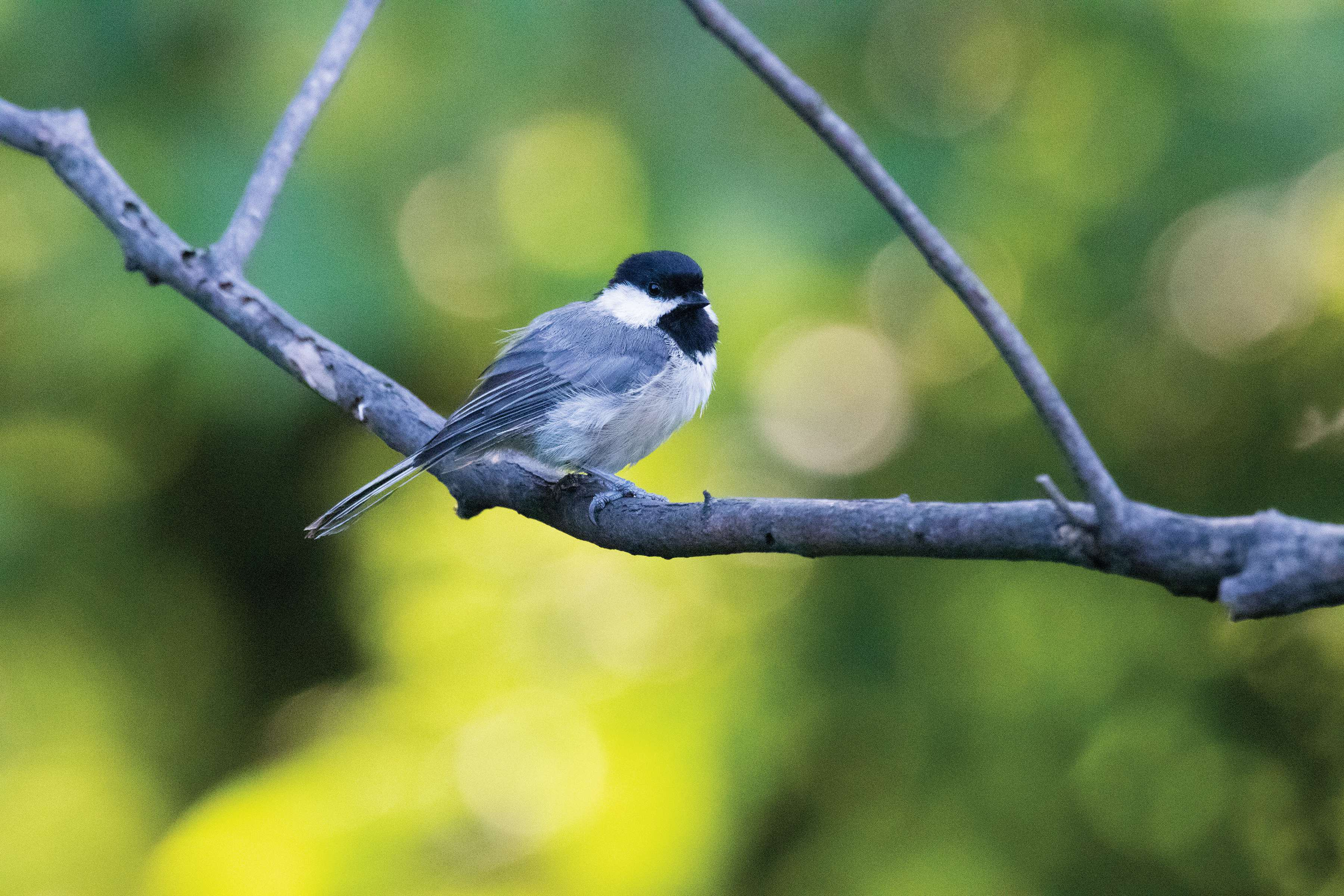 Chickadee - JPG-00008224.jpg