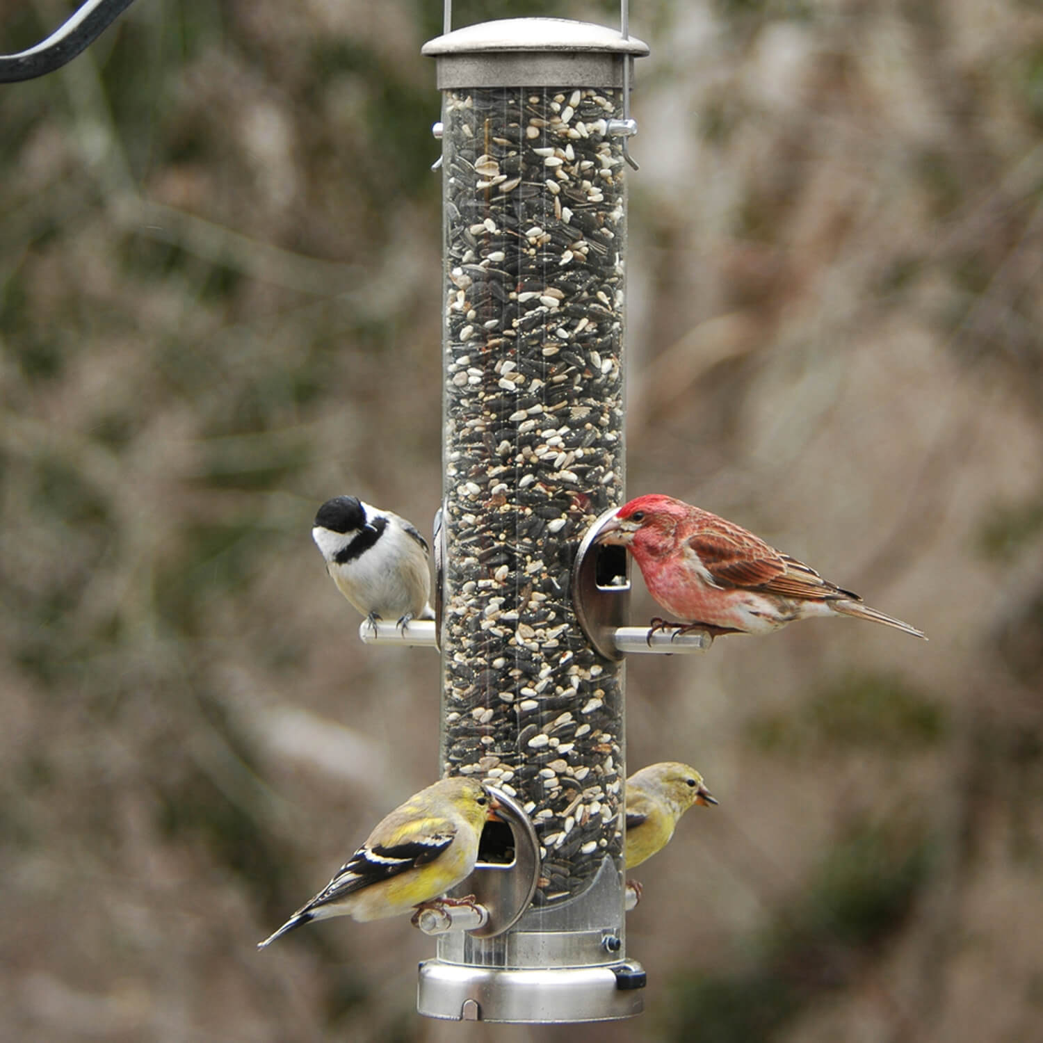 Quick-Clean® Medium Seed Feeders