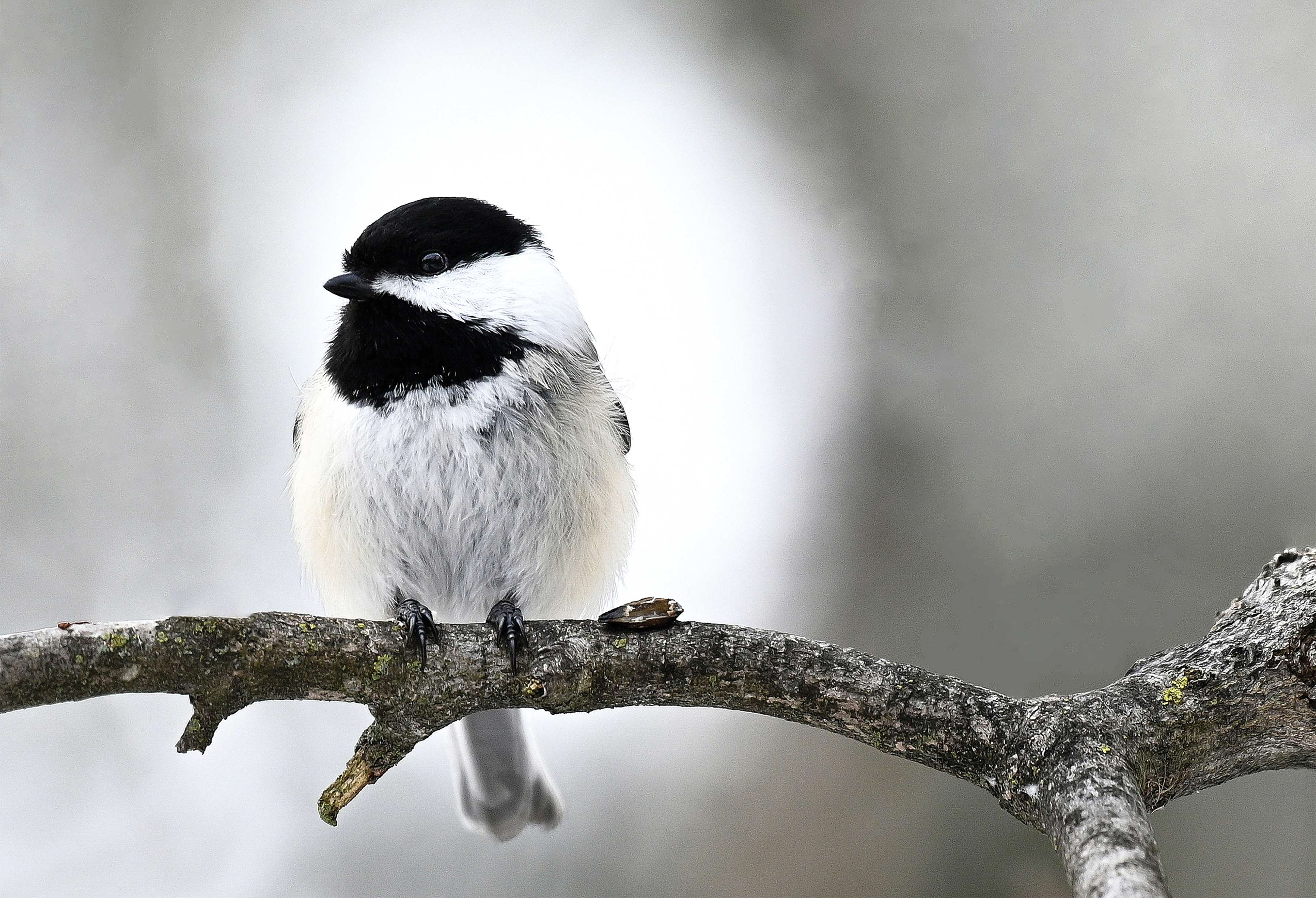 Chickadee - JPG-00009199.jpg