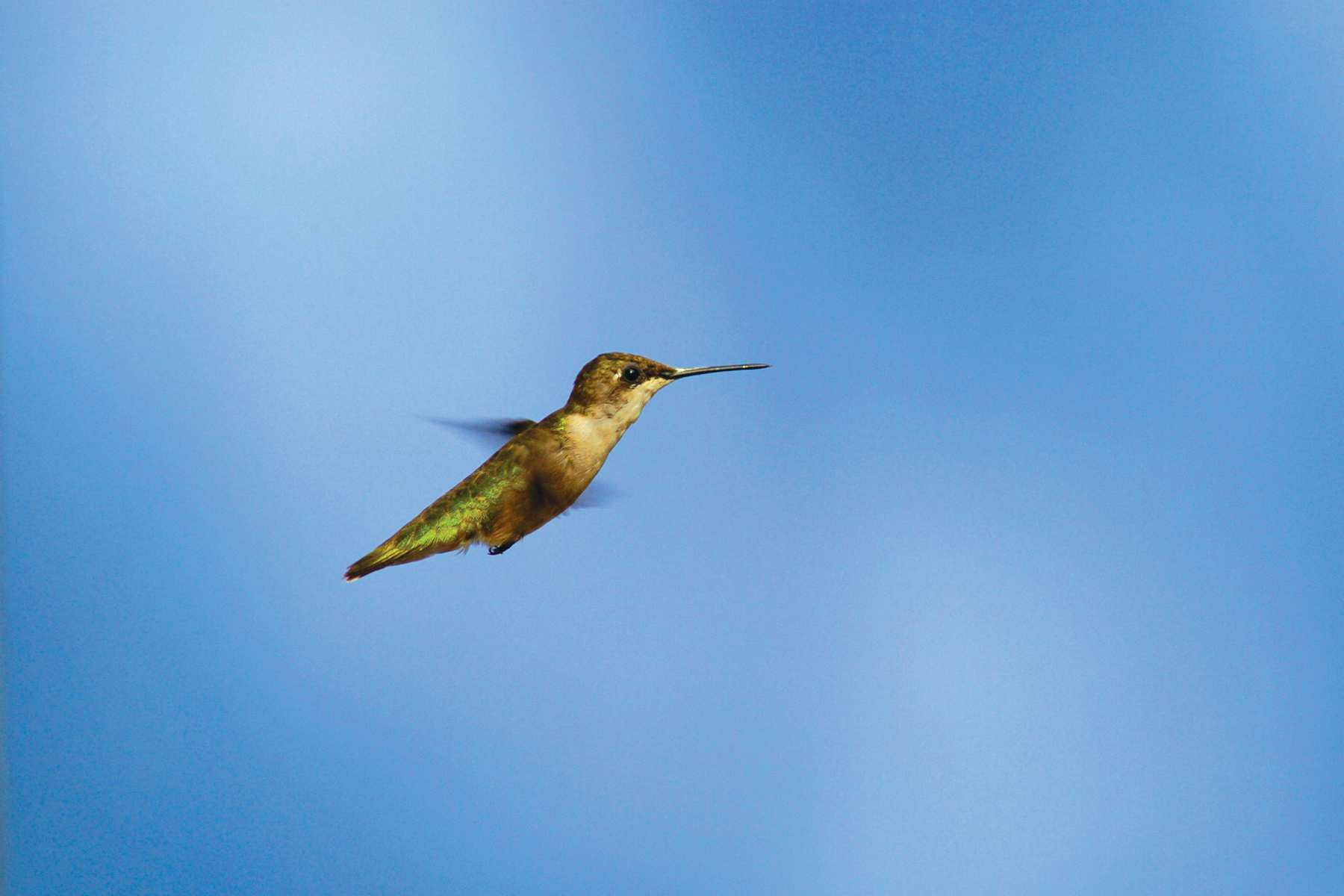 Hummingbirds - JPG-00004332.jpg