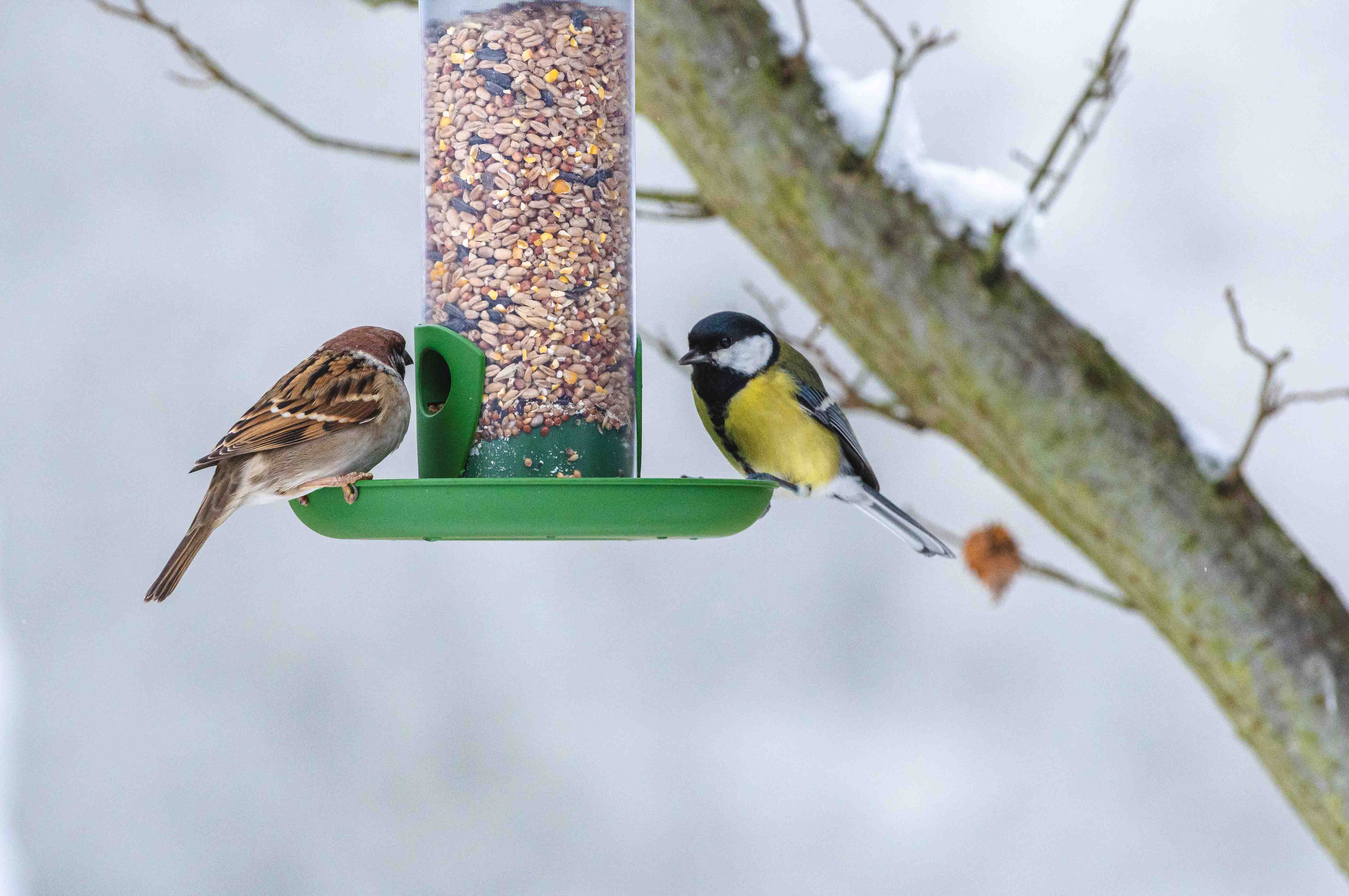 Your 2026 Garden Center Strategy: Why Smart Wildlife Products Belong on the Shelf