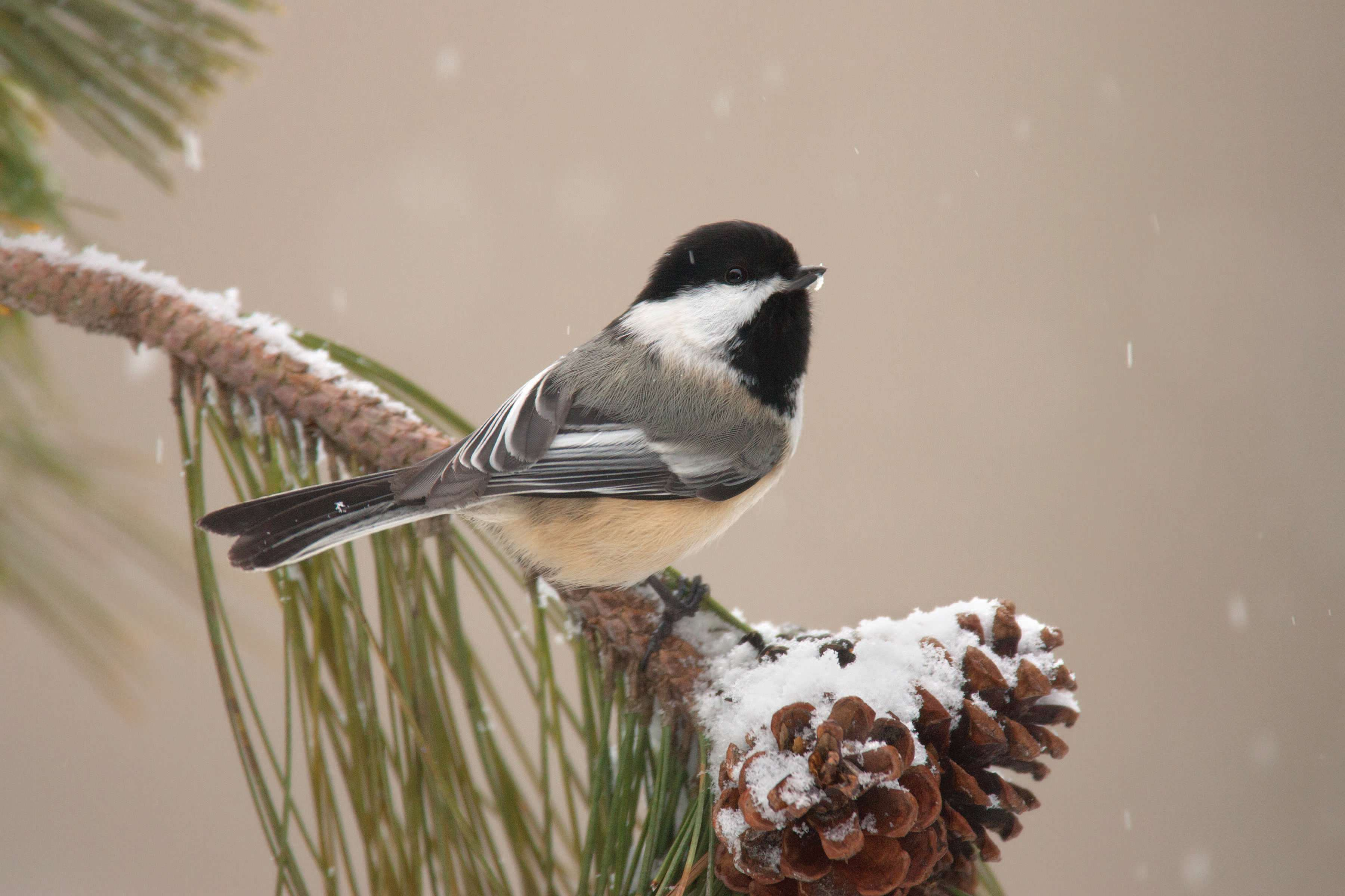 Chickadee - JPG-00005335.jpg