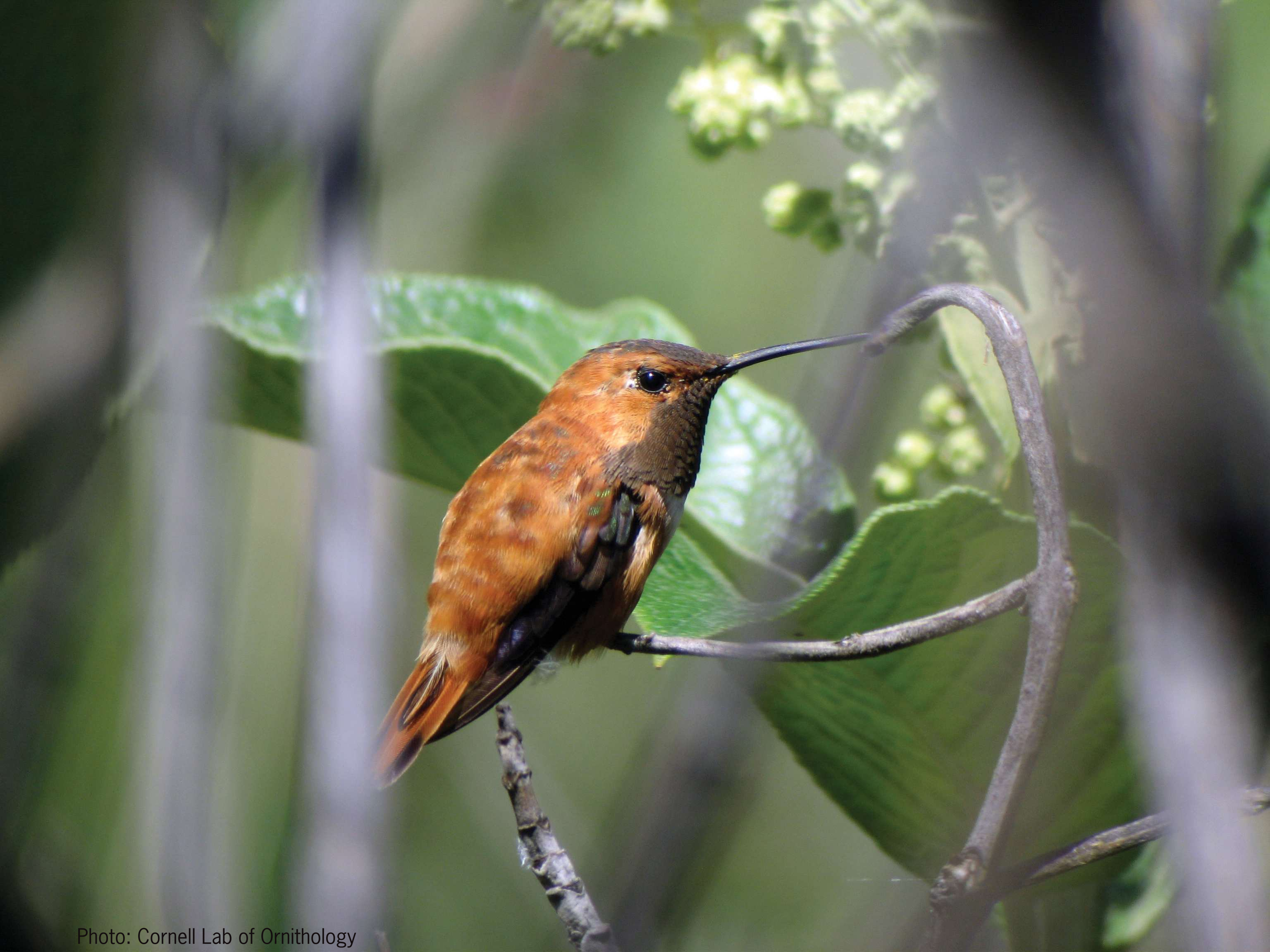 Hummingbirds - JPG-00005604.jpg