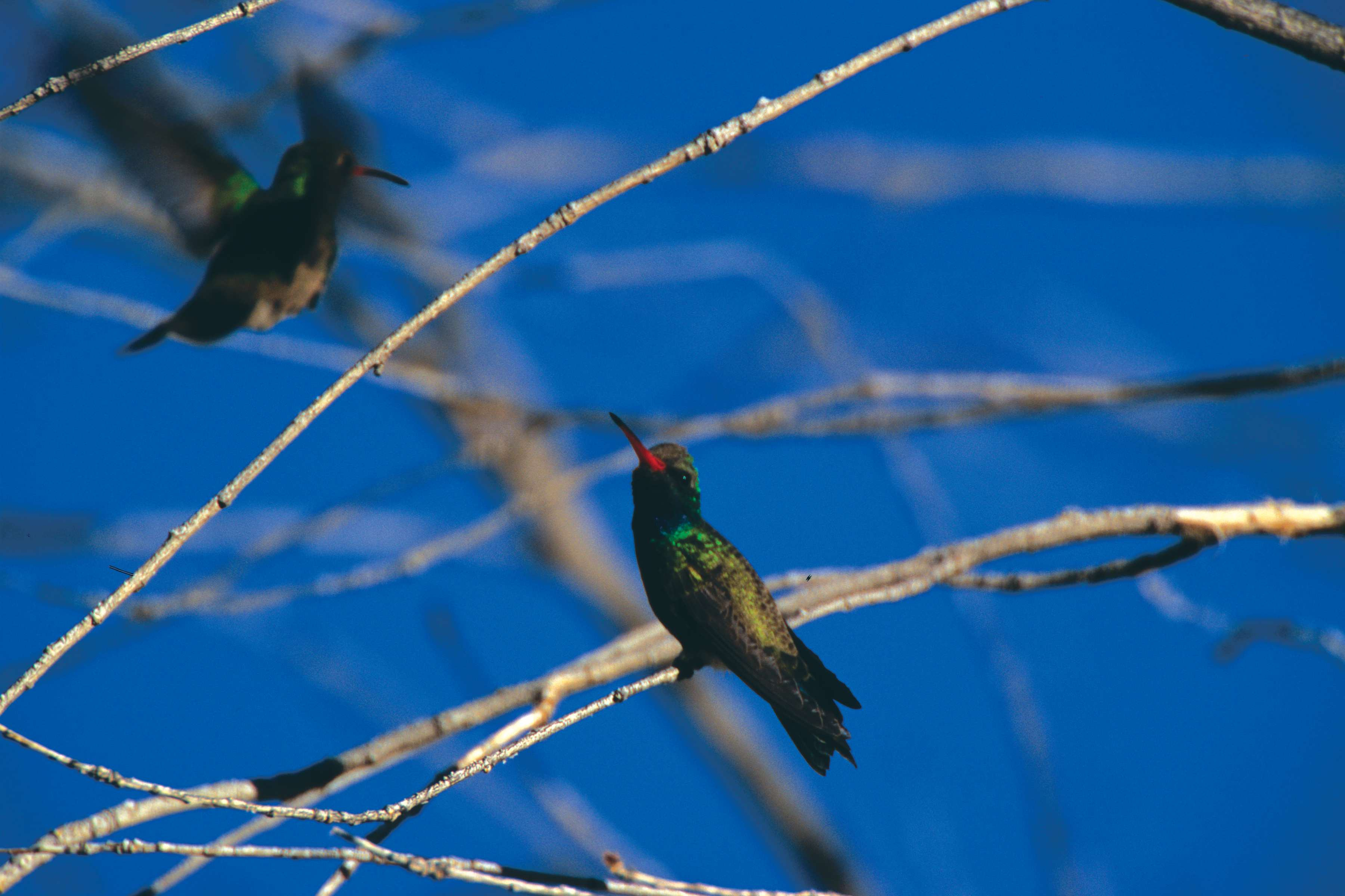 an empty birds nest from the POV of the inside of a bird house with feathers but no birds