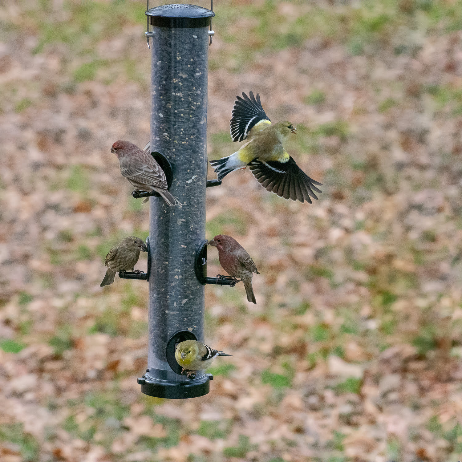 EcoClean® Large Seed Tube – Canada