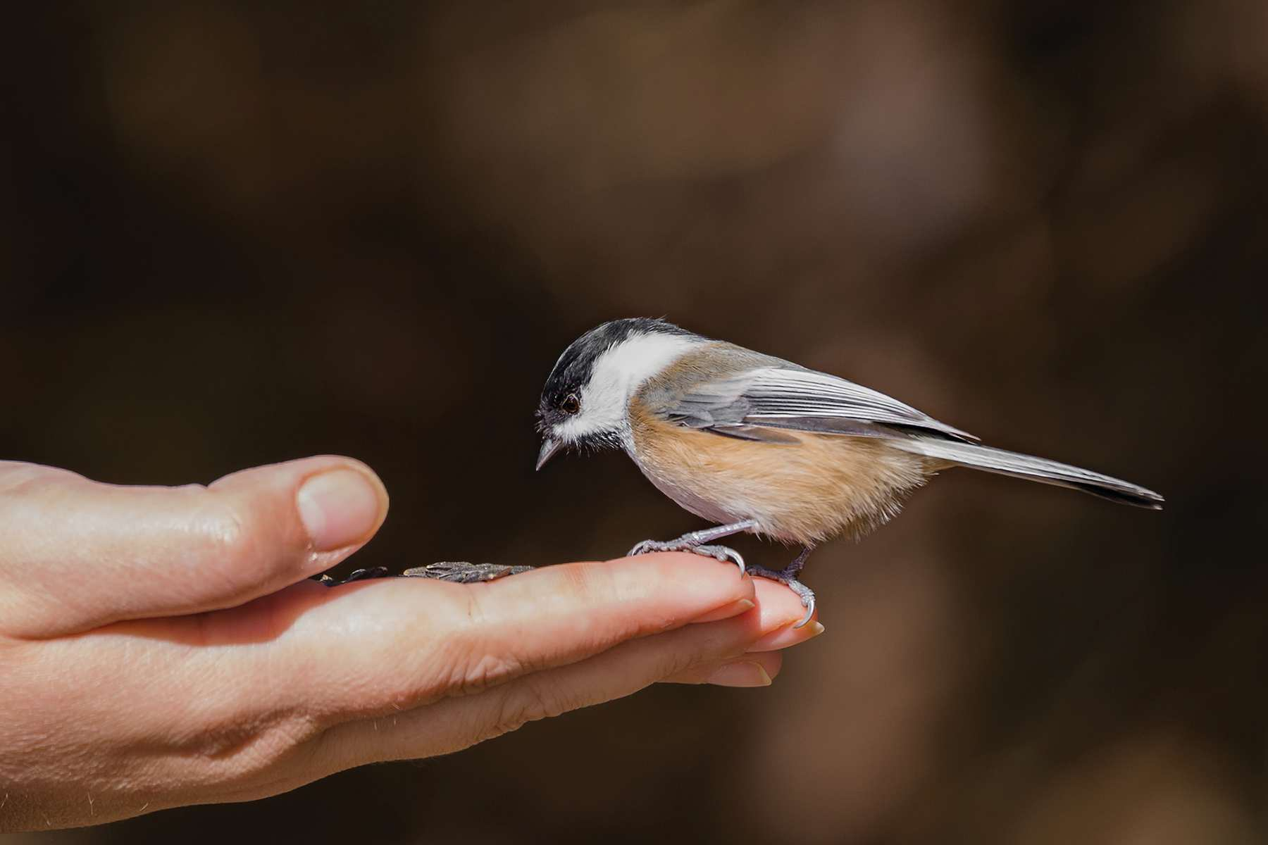 Chickadee - JPG-00007780.jpg