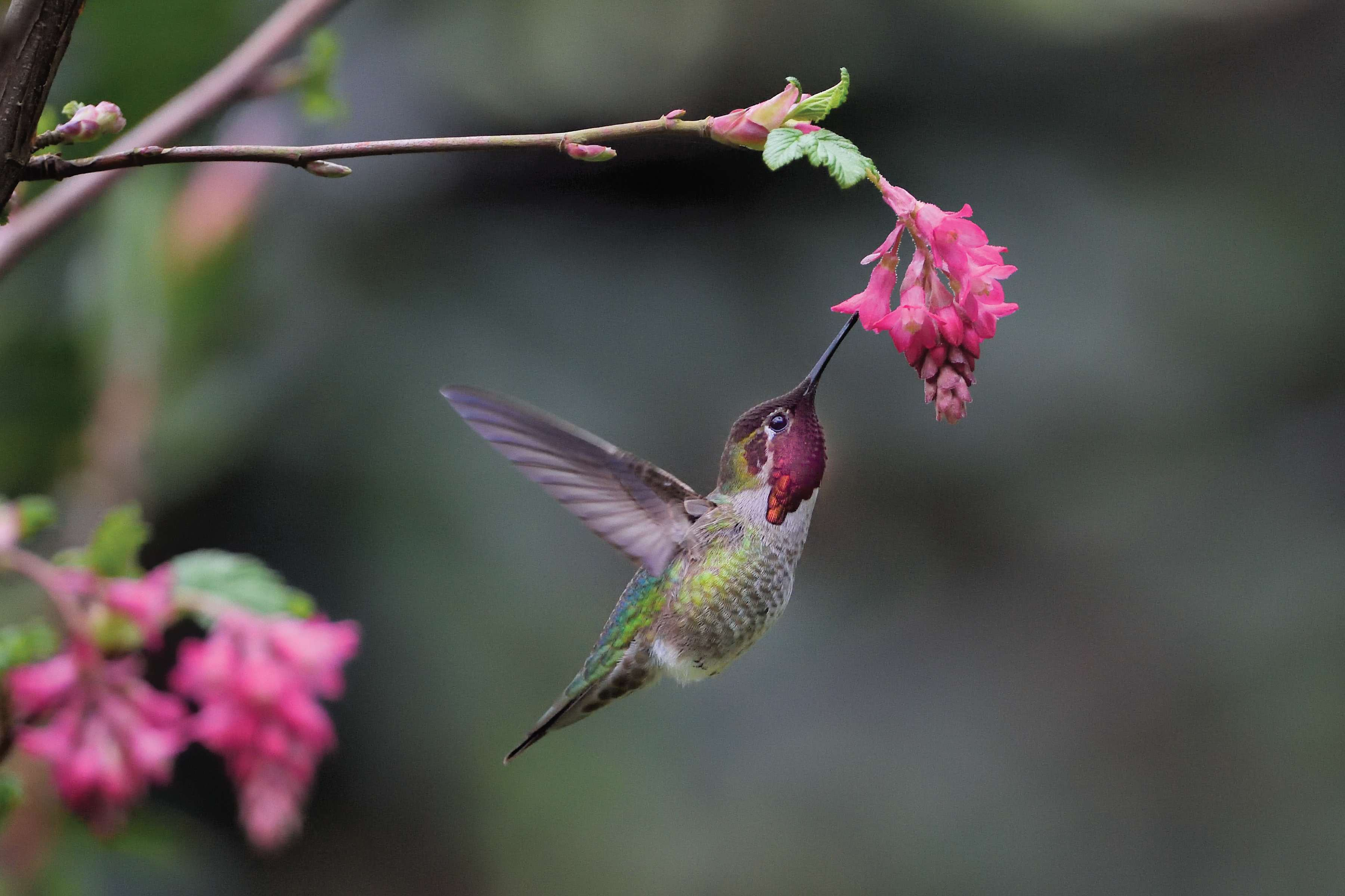 How to Prepare Your Yard for Hummingbirds