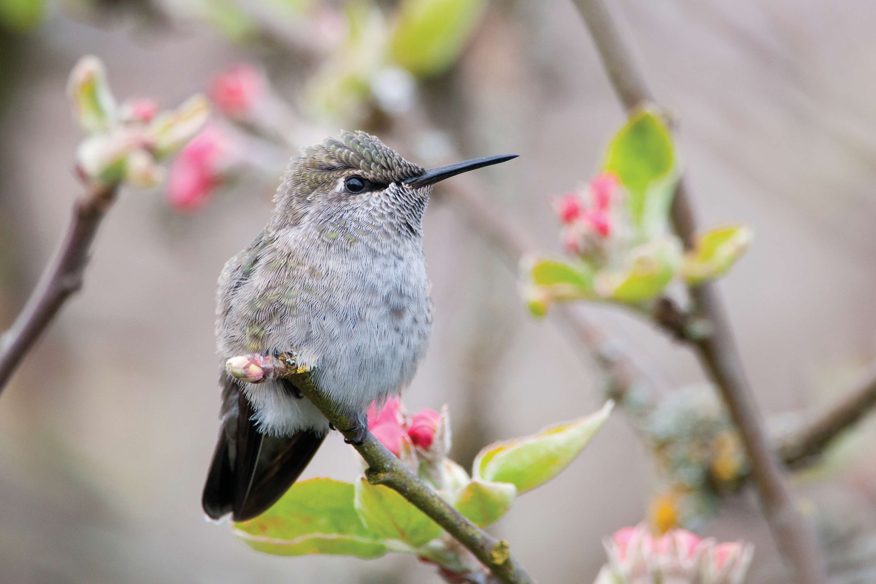 Hummingbirds - JPG-00003781.jpg
