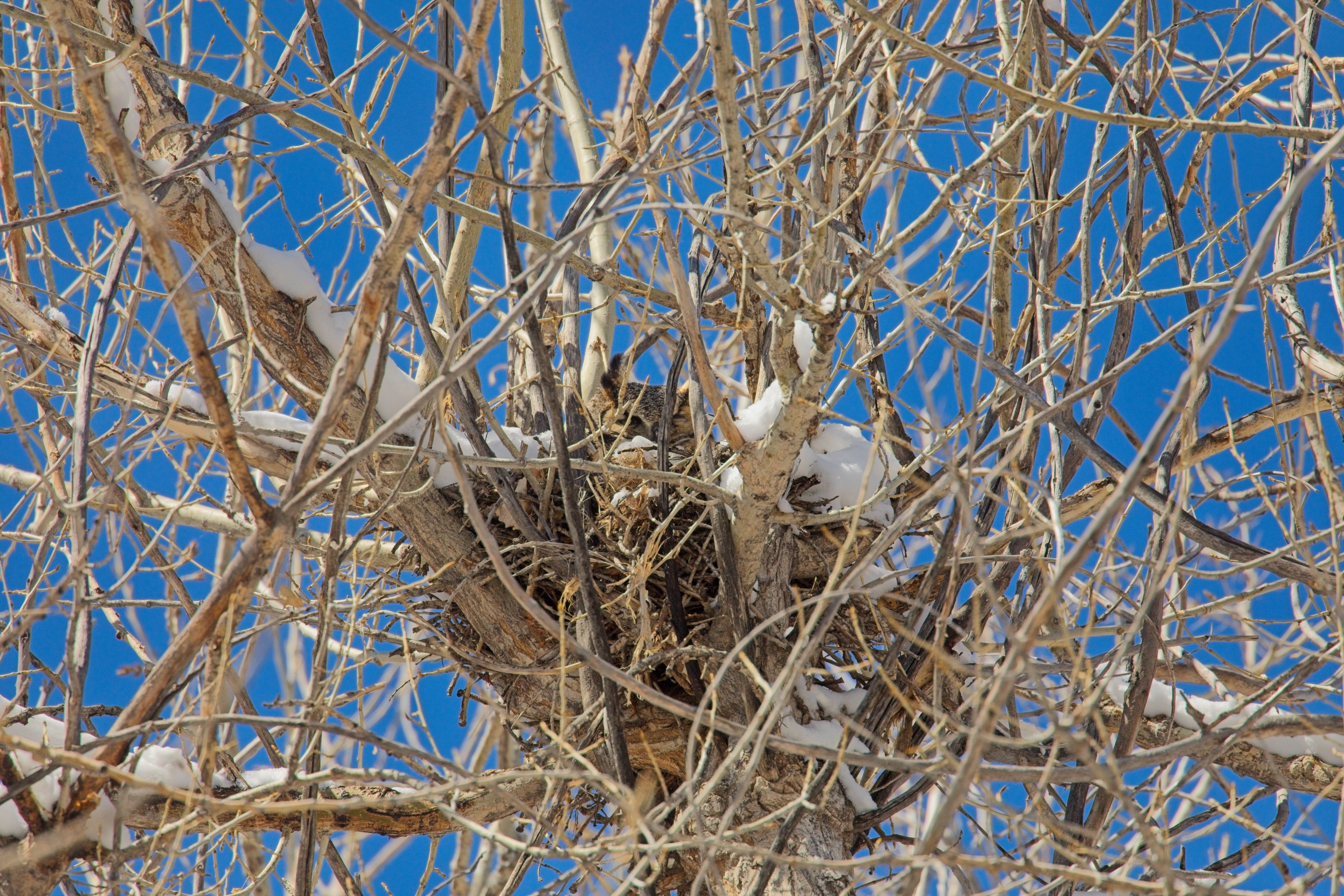 2026_3_16 Chatfield mama owl sitting on the nest