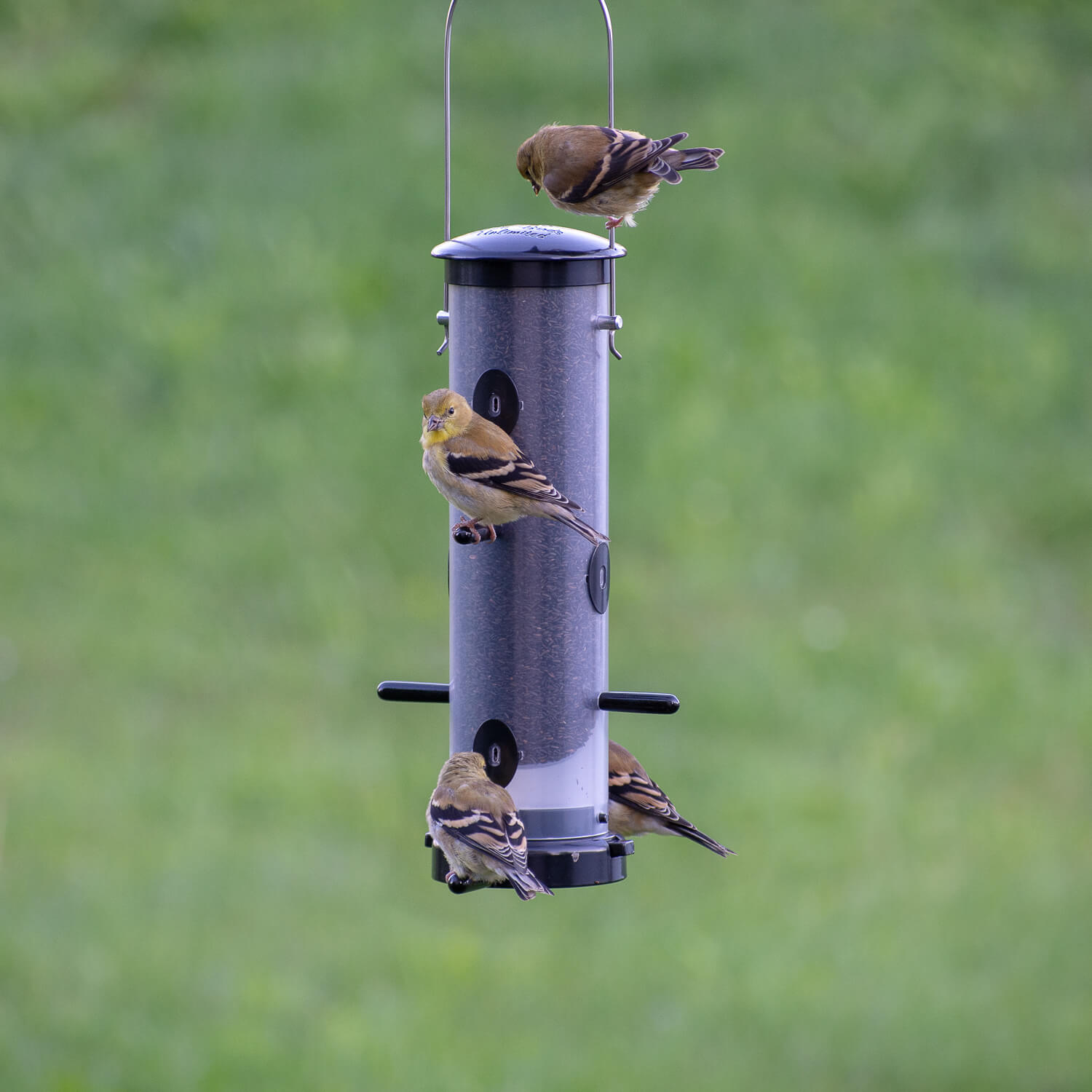 EcoClean® Small Finch Tube – Canada