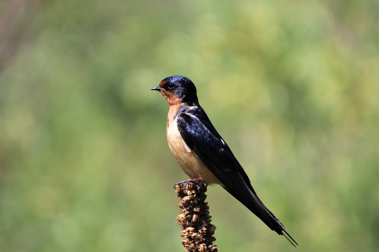 Barn Swallow