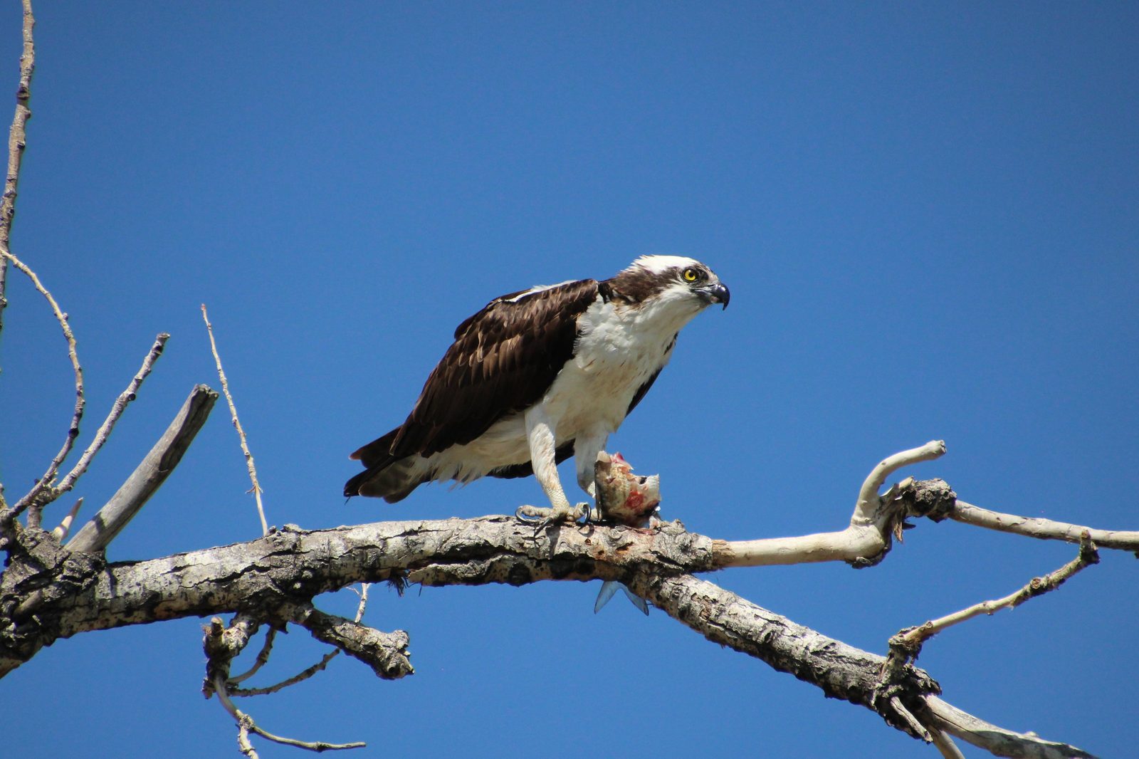 Osprey