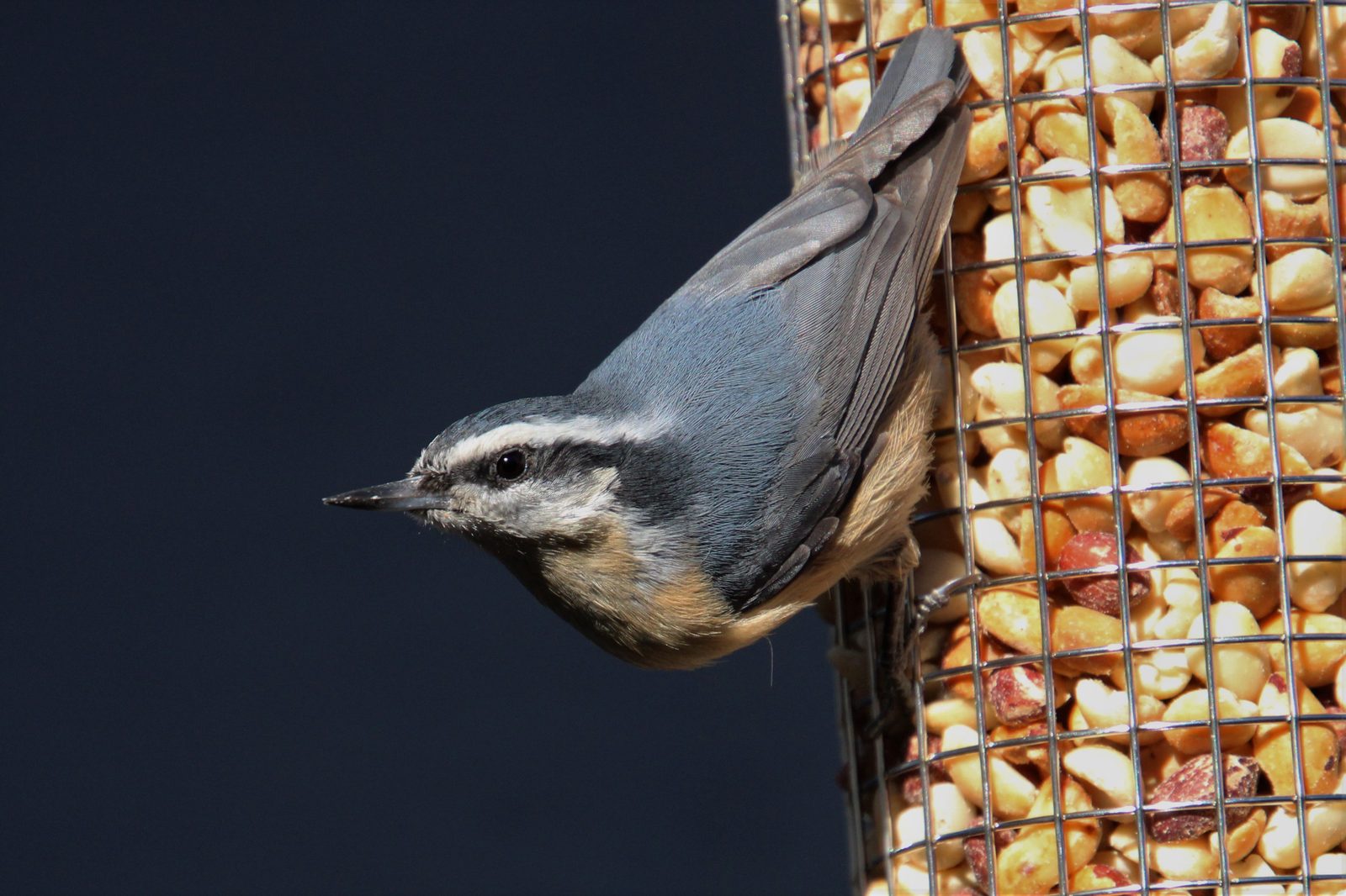 Red-Breasted Nuthatch