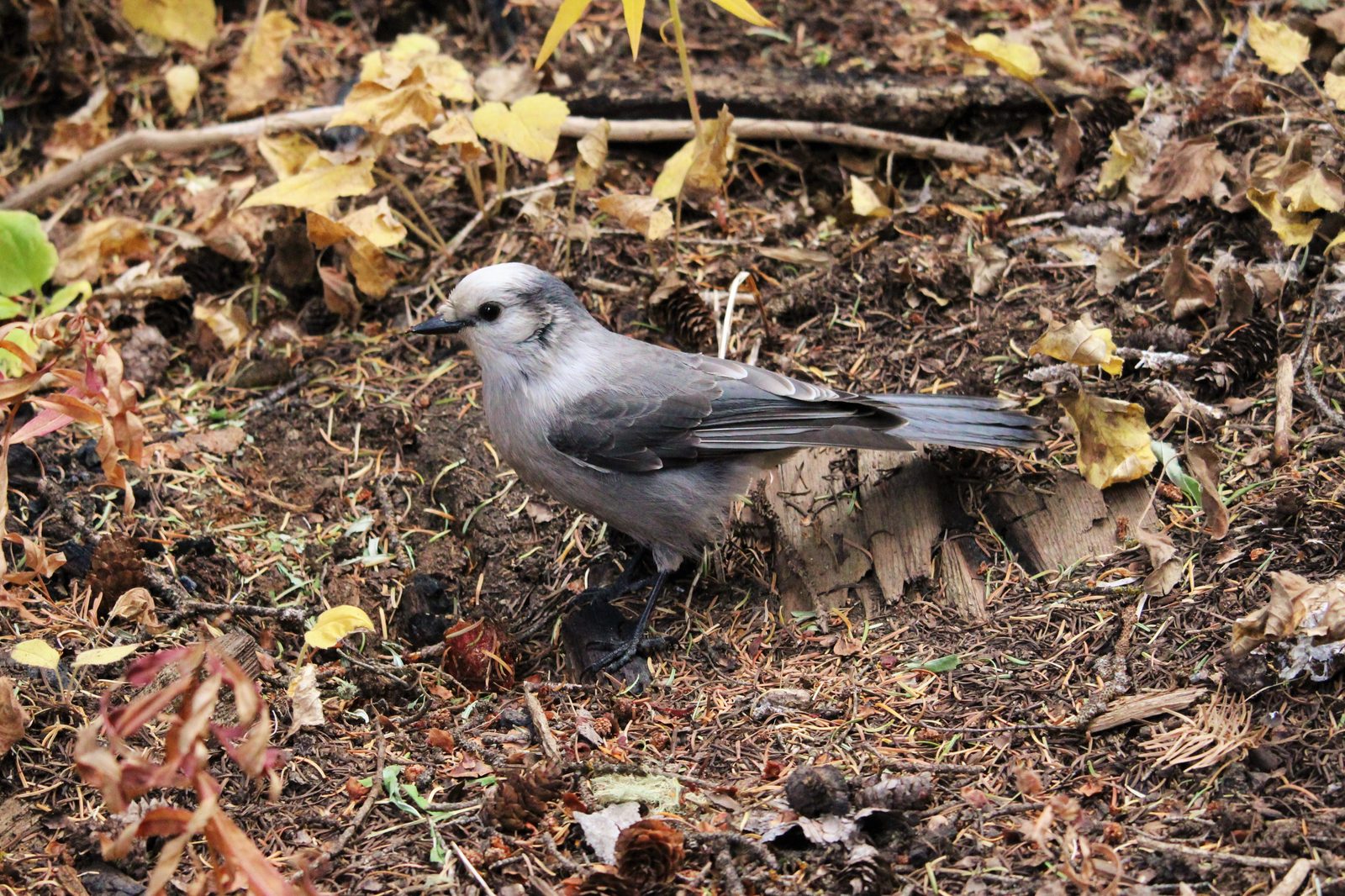Canada Jay