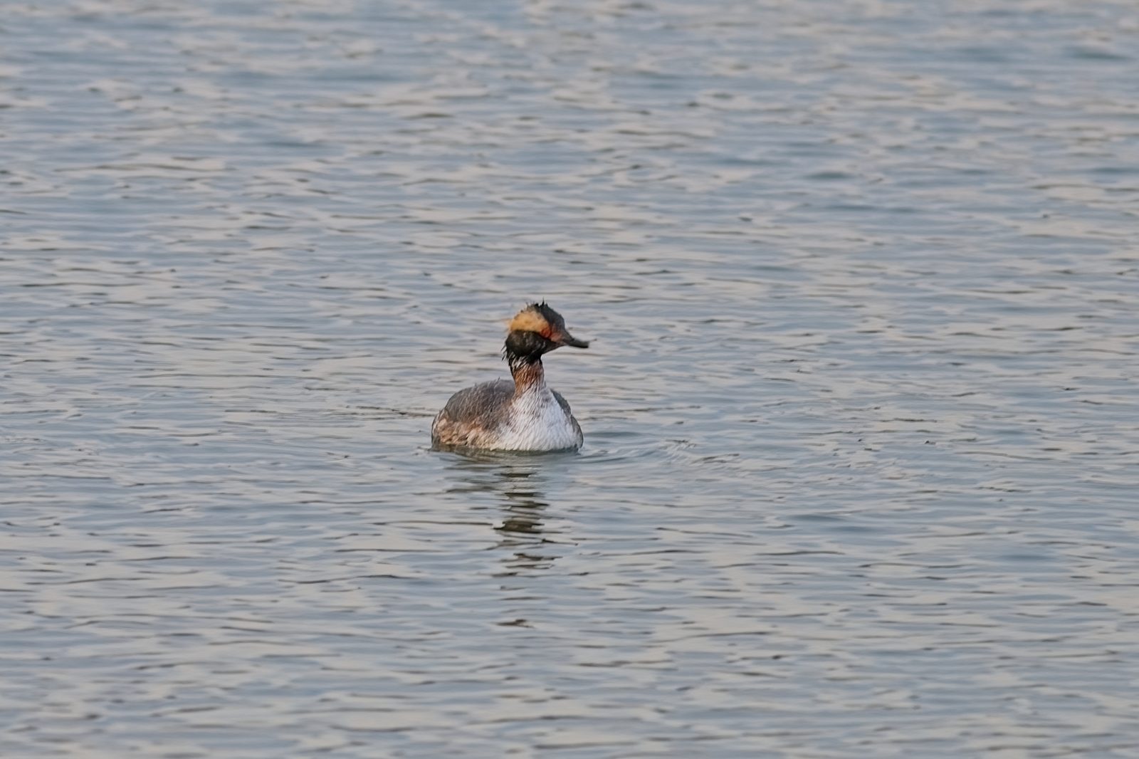 Mystery duck and Geese flying at Chatfield