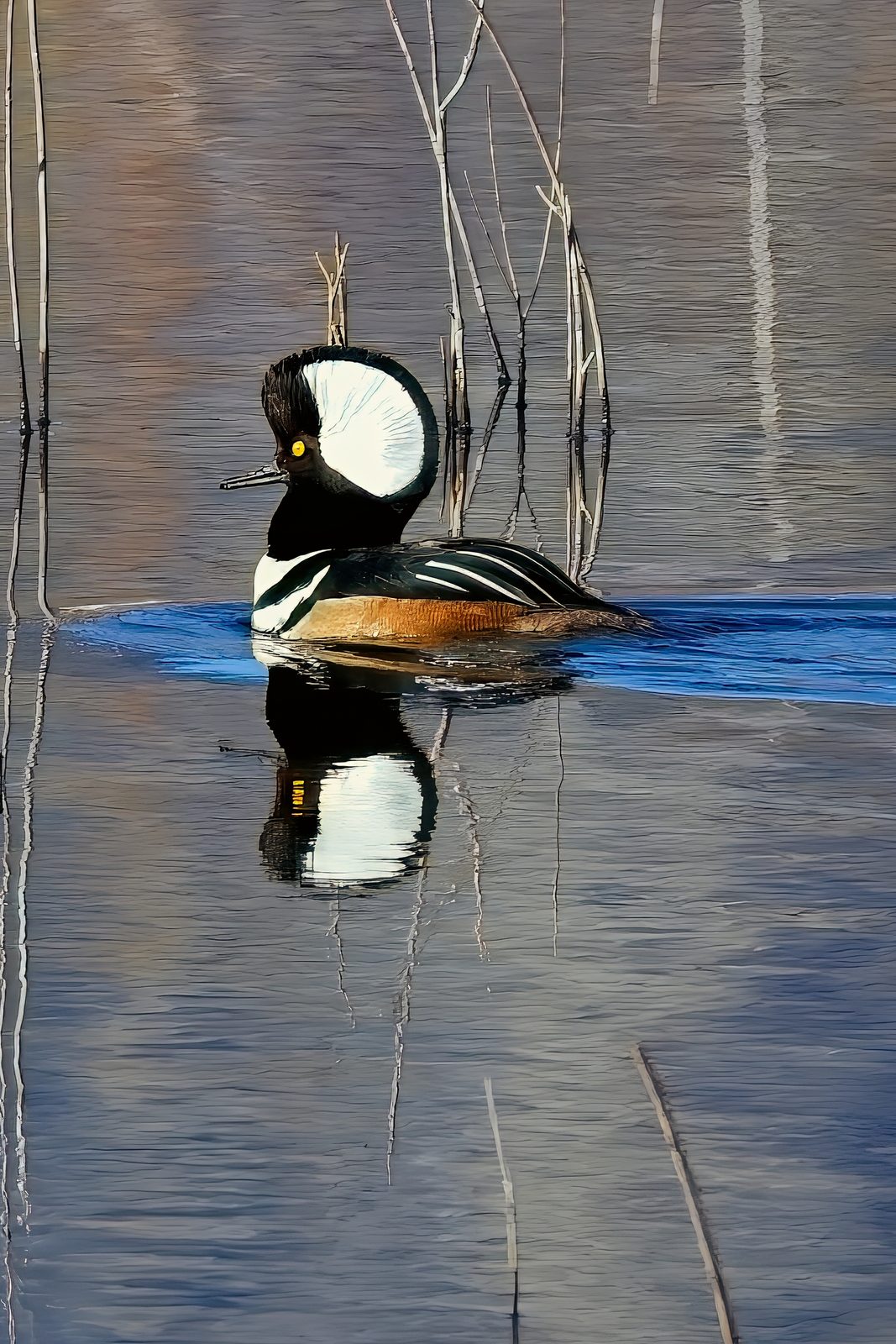Bald Eagle and Hooded Merganser at Chatfield