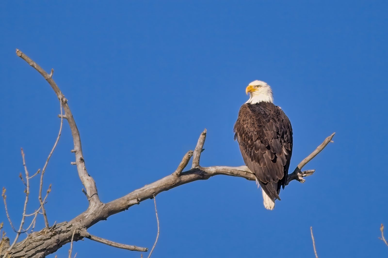 Bald Eagle and Hooded Merganser at Chatfield