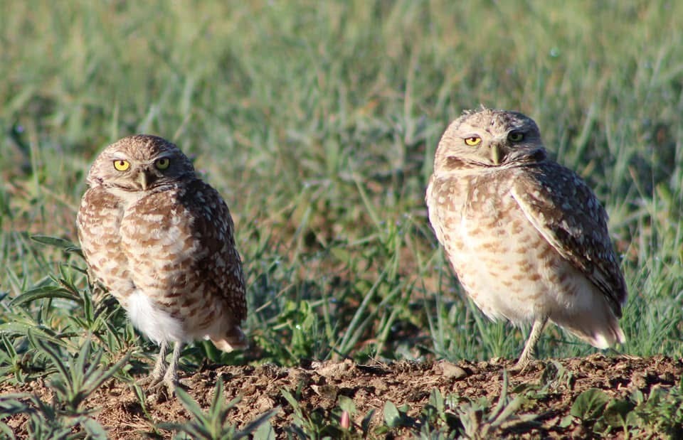 Burrowing Owl