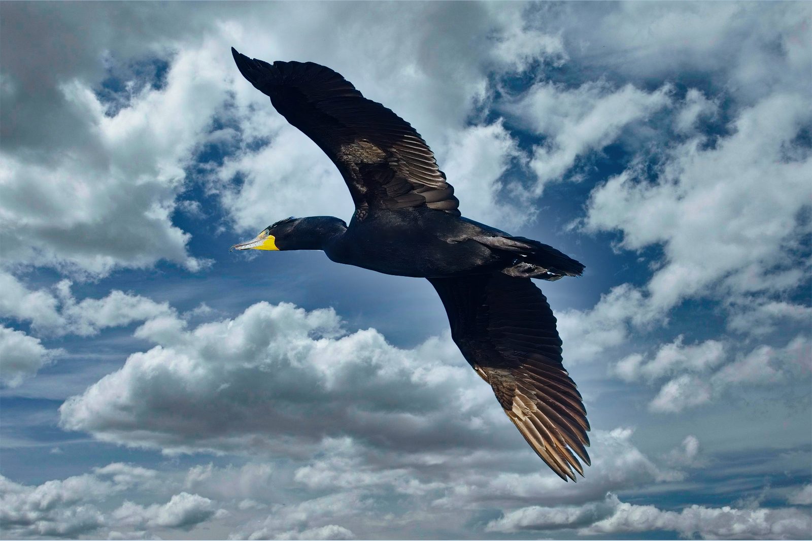 Cormorant and Pelican flying at Chatfield