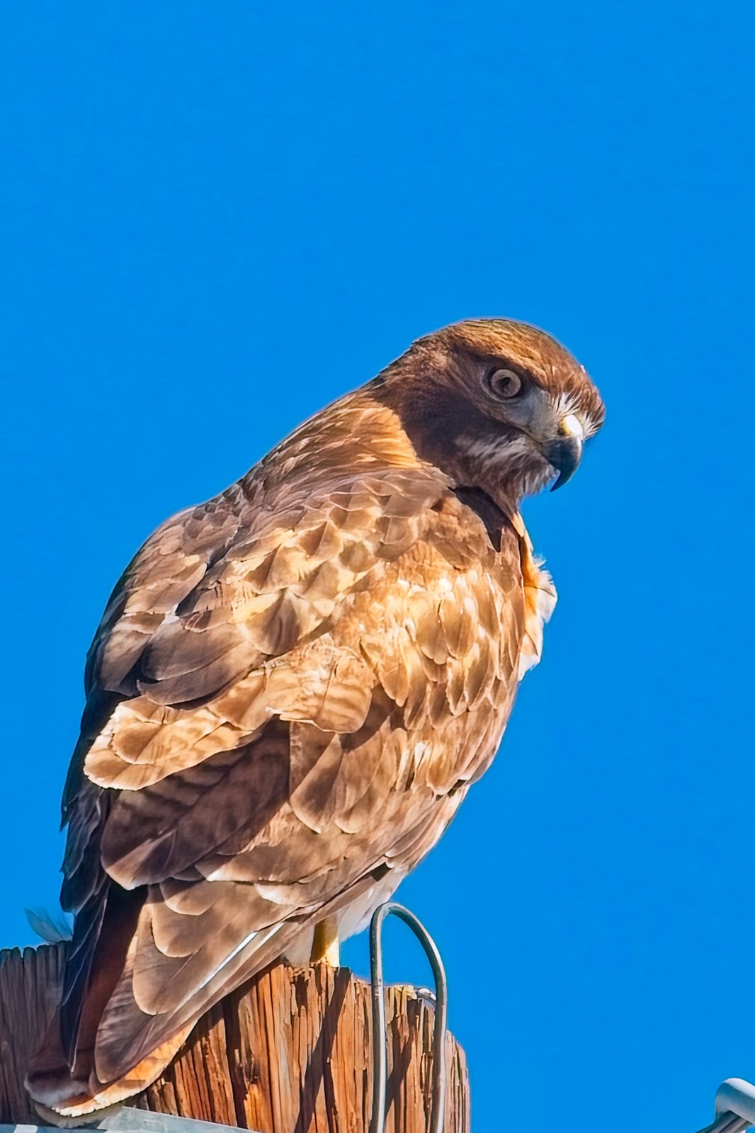 Is this an immature Bald Eagle?