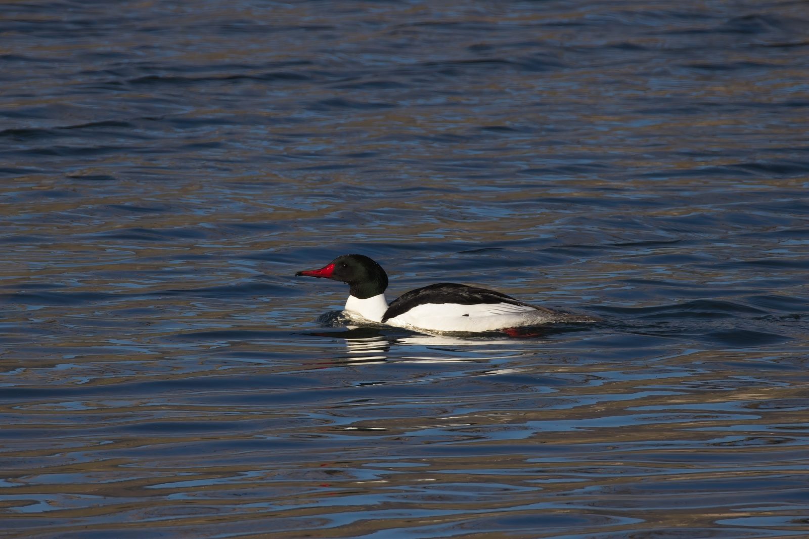 Common Merganser and Pelican at Chatfield