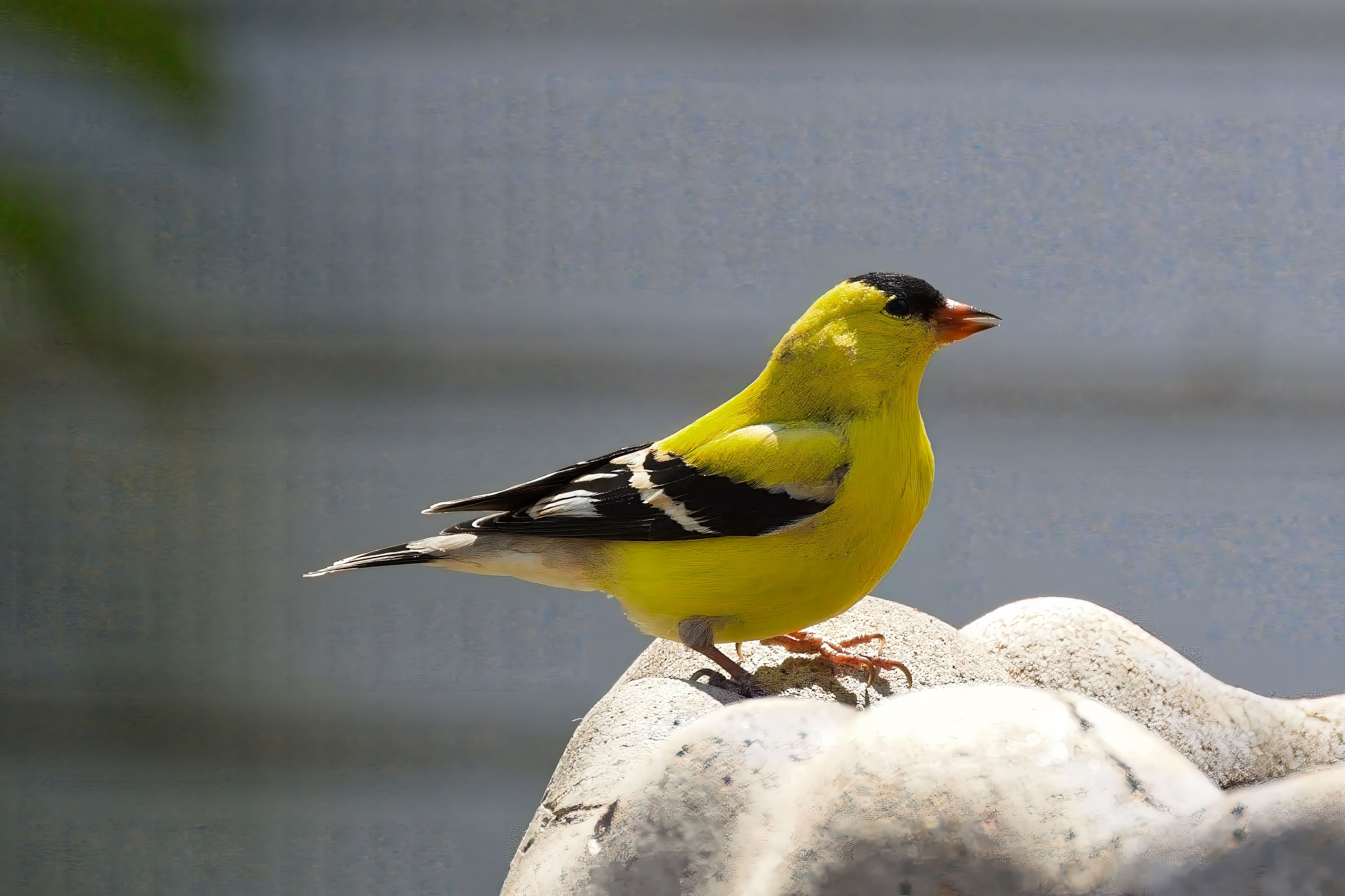 Fw: Goldfinch and Nuthatch in our courtyard