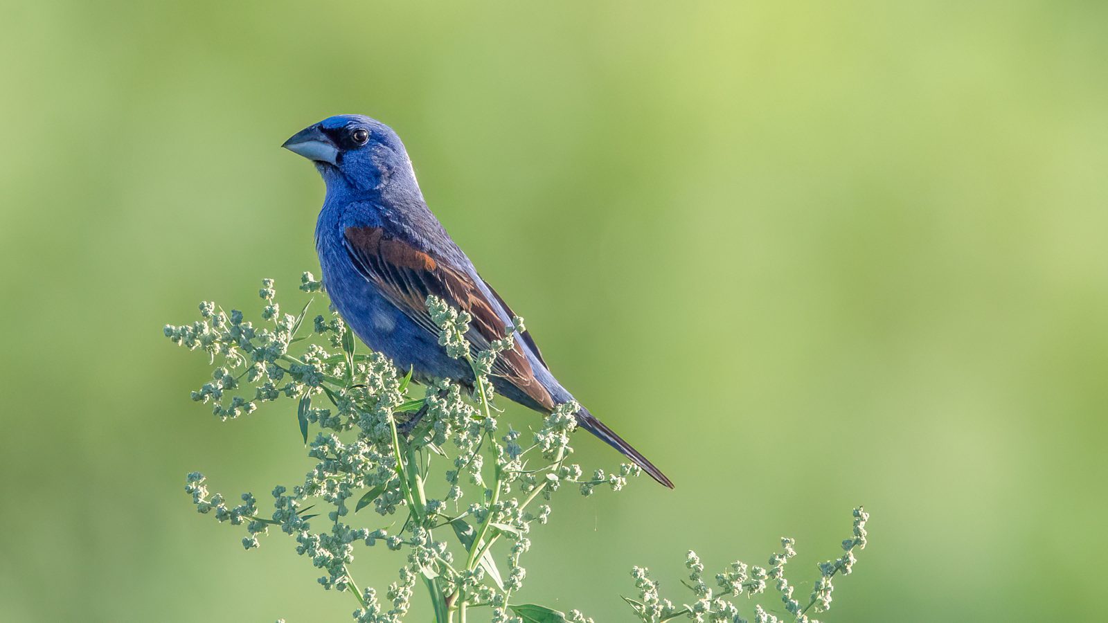 Blue Grosbeak